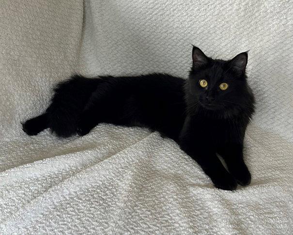 Enlarge Moon Pie24, a Adopted mixed breed in Nashville, TN image 3/3