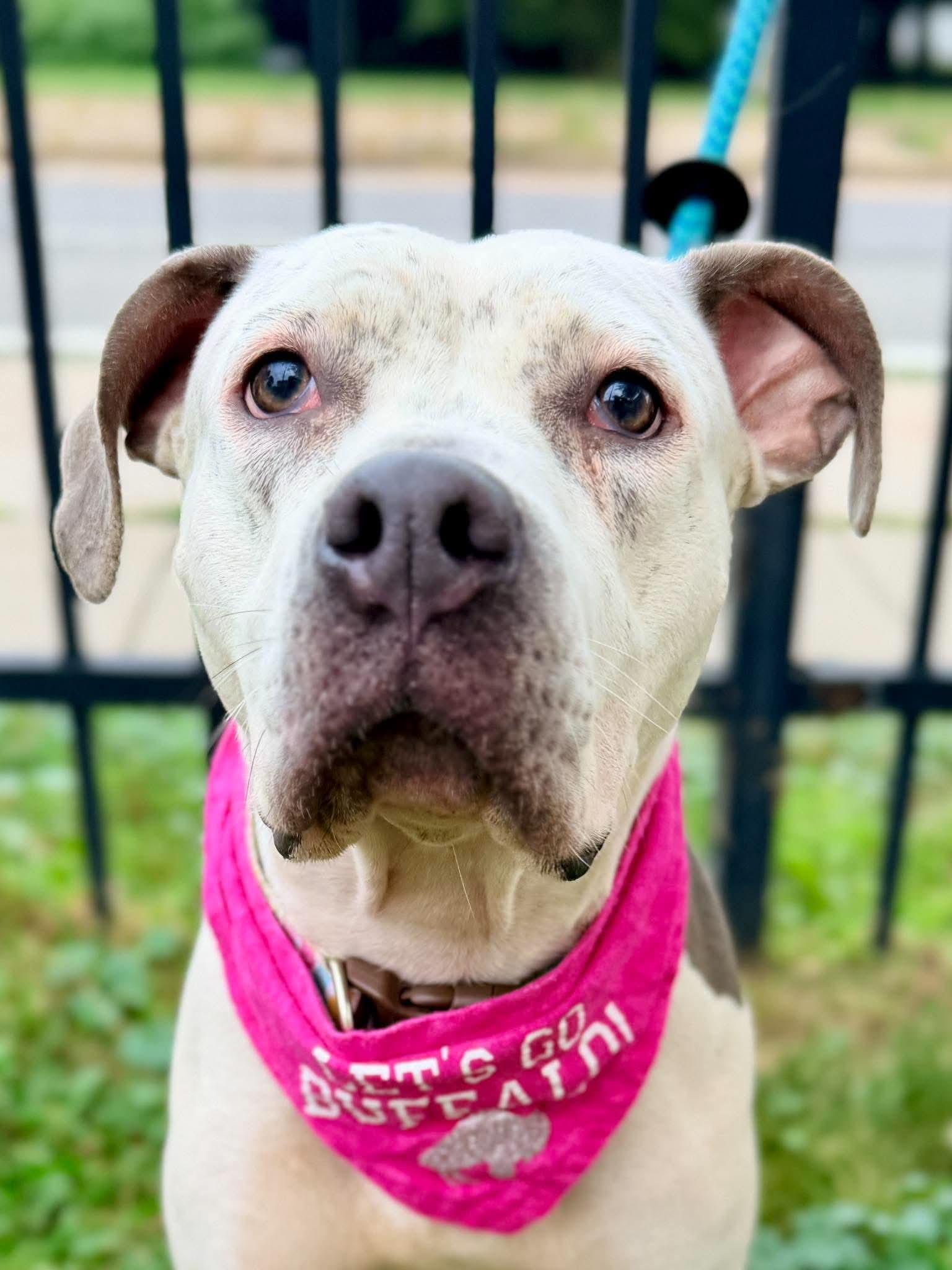 Leila, Adopted, Adult Female Pit Bull Terrier.
