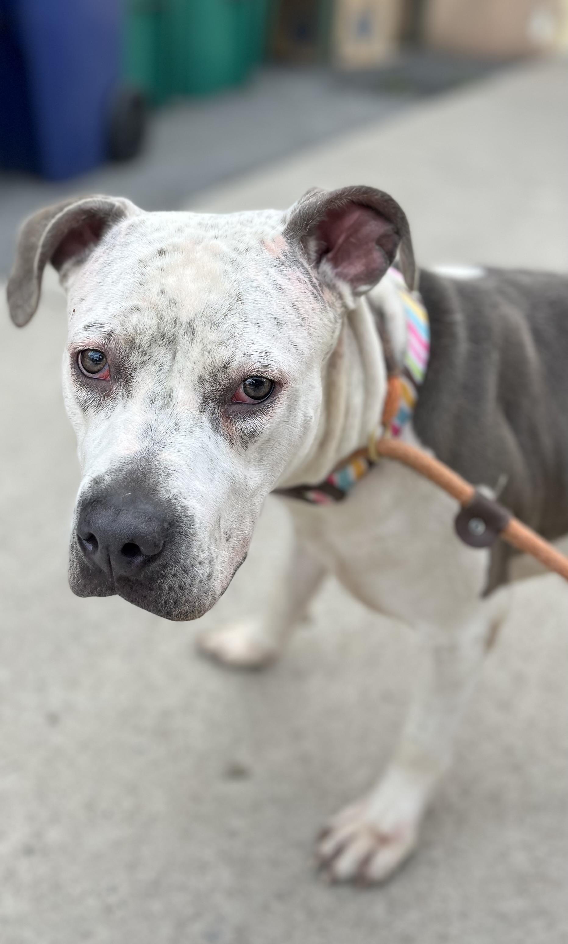 Enlarge Leila, a Adopted mixed breed in Buffalo, NY image 4/6