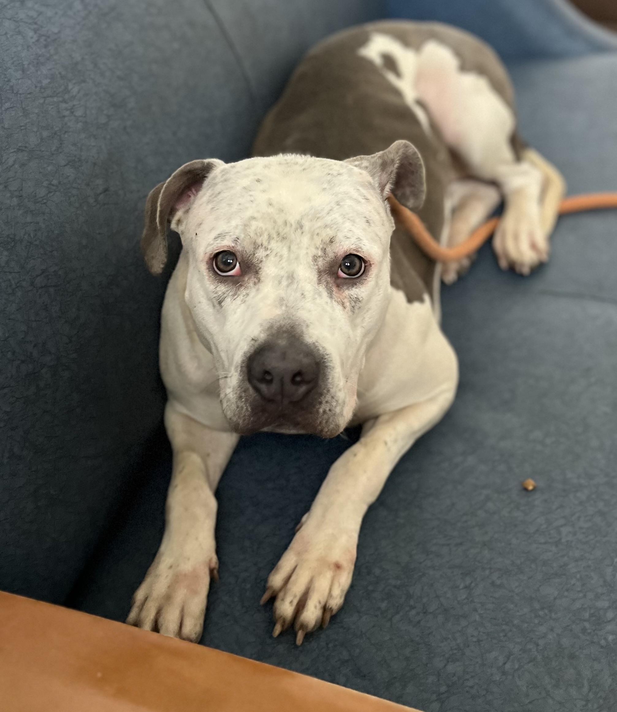 Enlarge Leila, a Adopted mixed breed in Buffalo, NY image 6/6