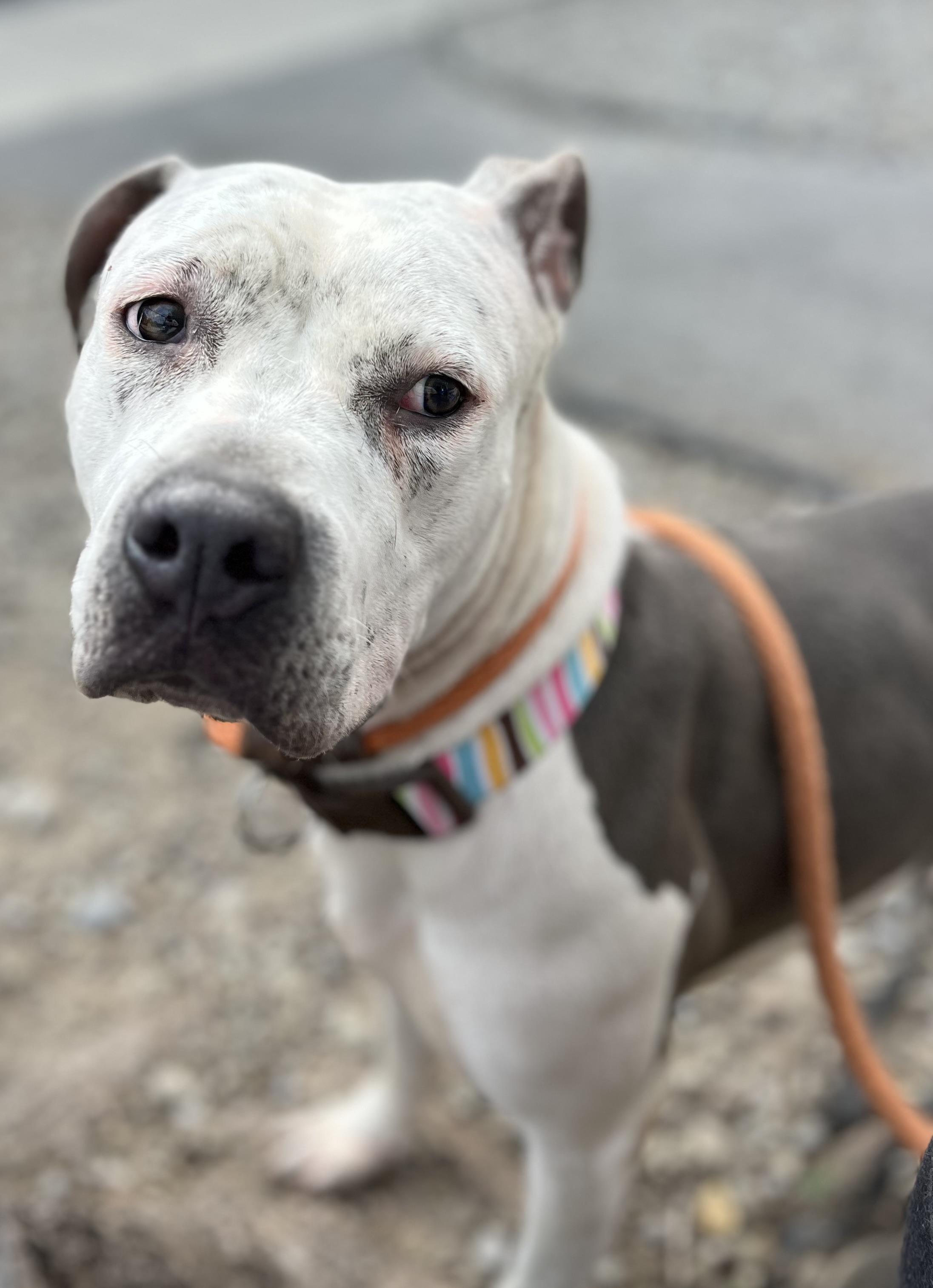 Enlarge Leila, a Adopted mixed breed in Buffalo, NY image 2/6