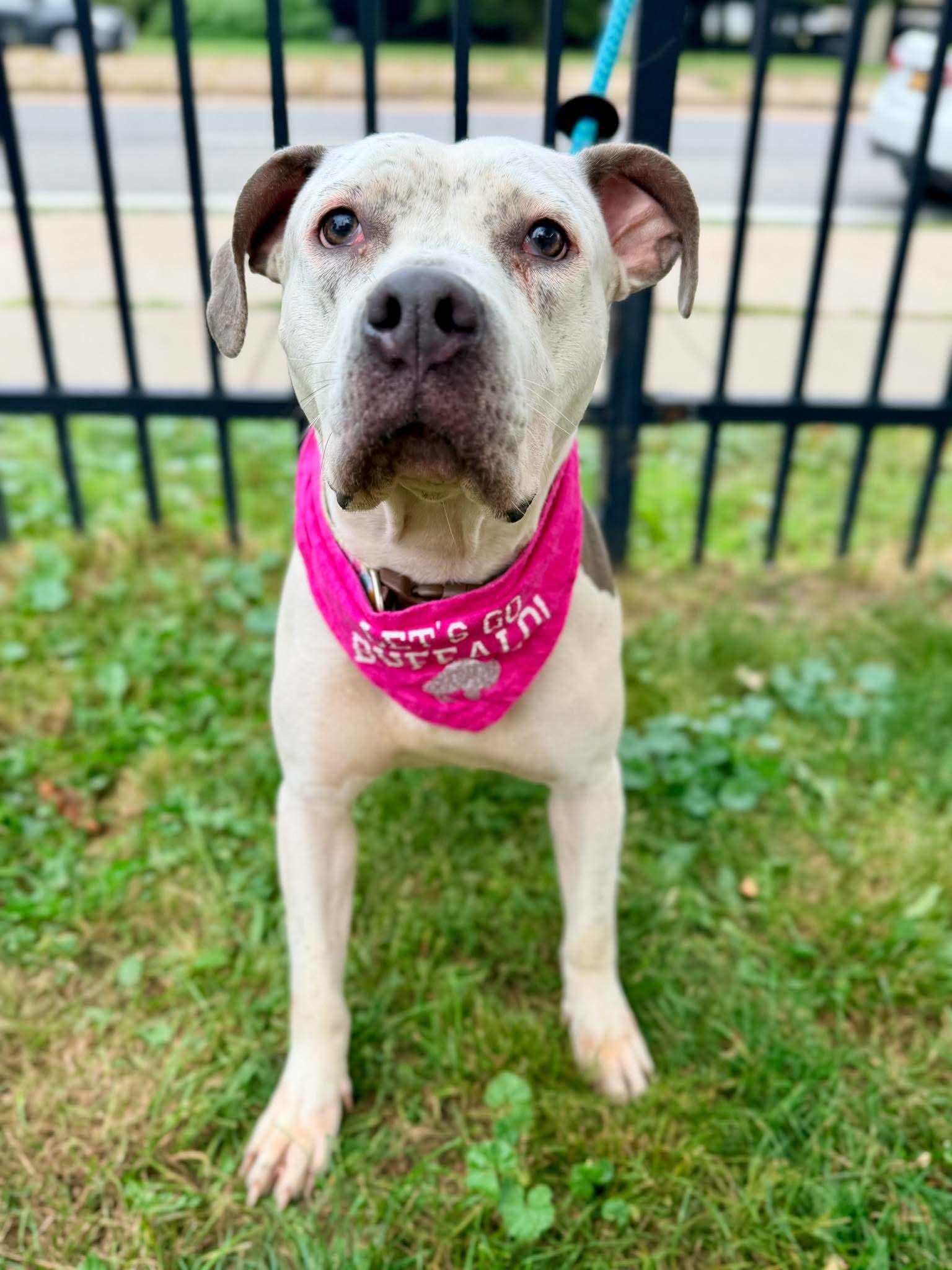 Enlarge Leila, a Adopted mixed breed in Buffalo, NY image 5/6