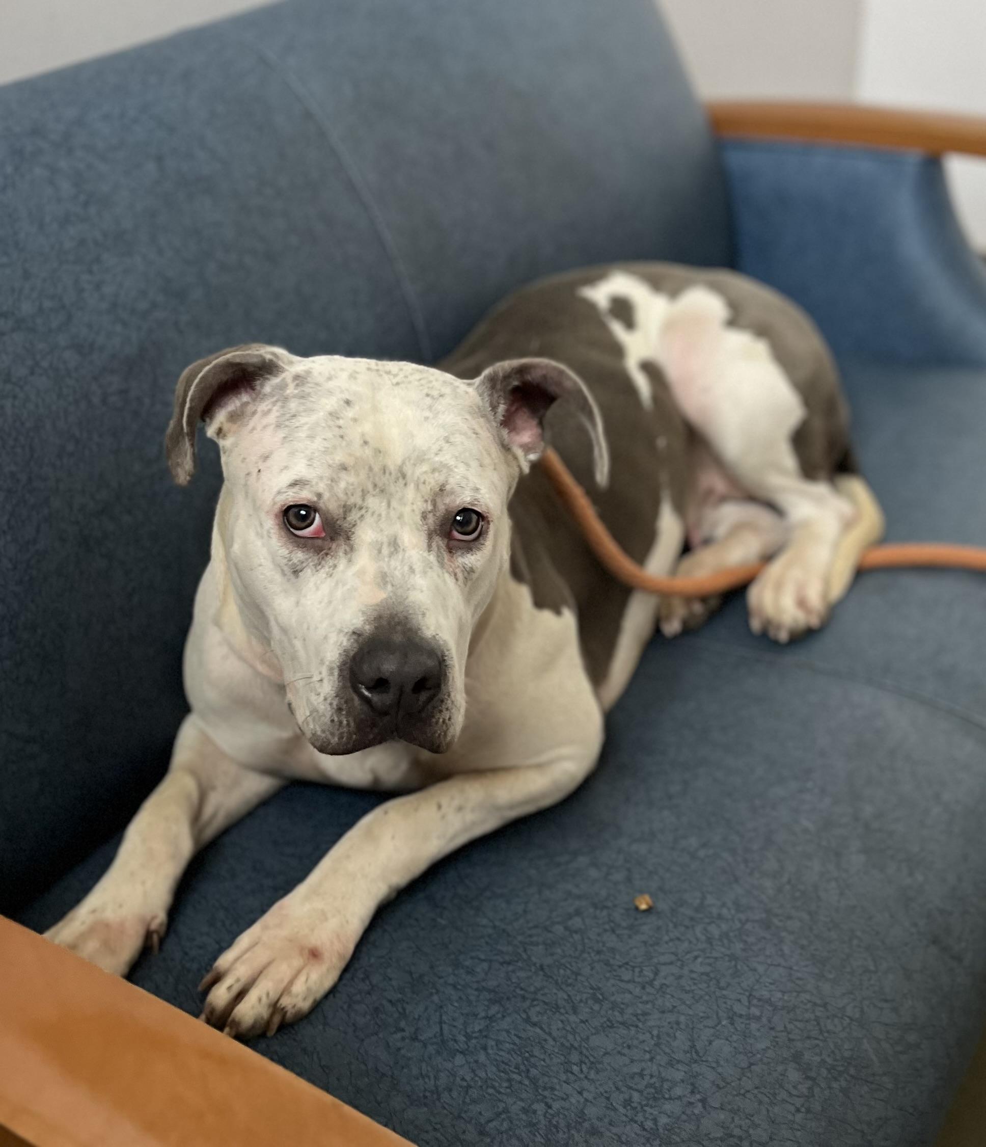 Enlarge Leila, a Adopted mixed breed in Buffalo, NY image 3/6