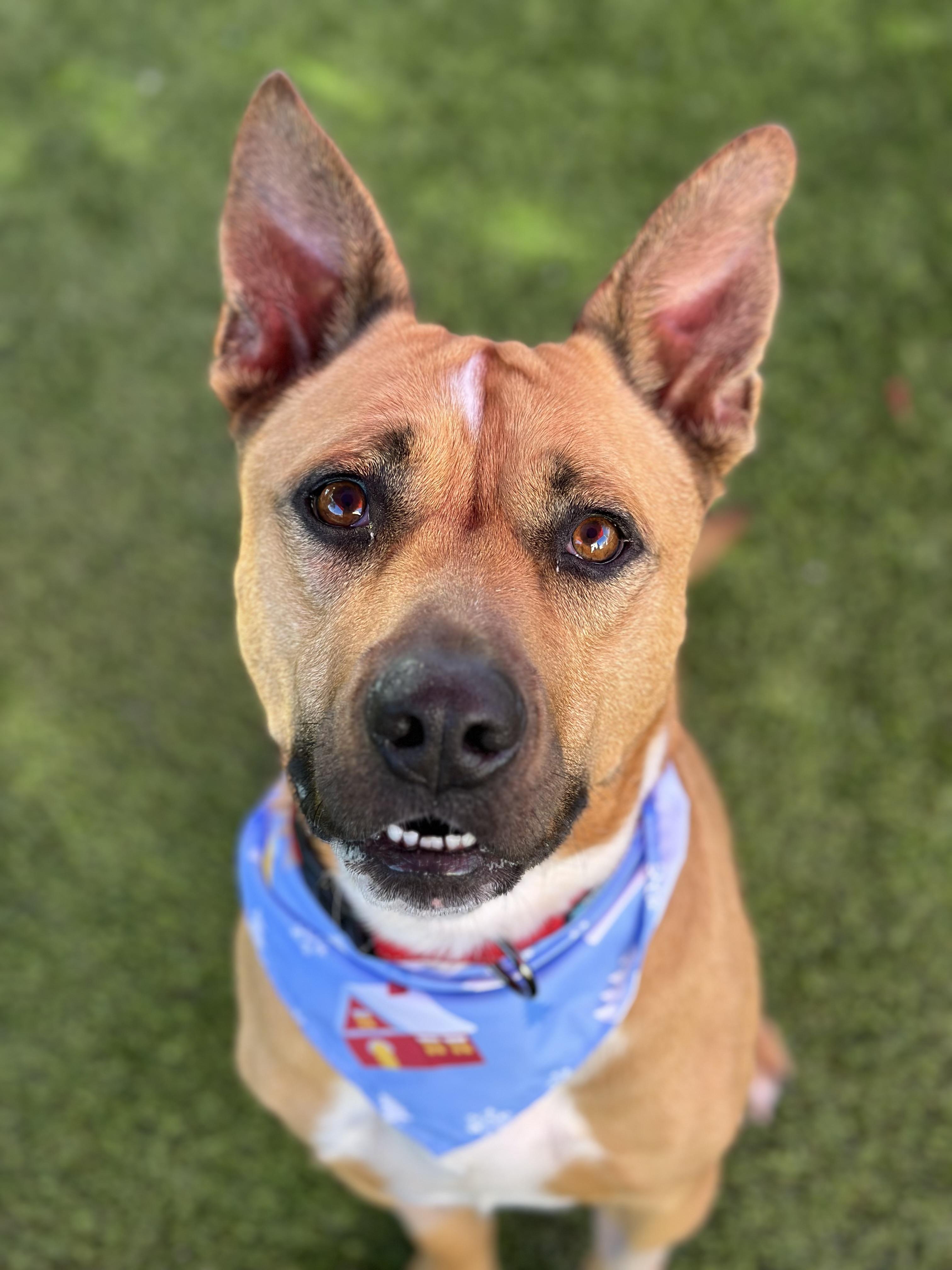 Enlarge Dexter, a ADOPTABLE mixed breed in Glendale, AZ image 3/3