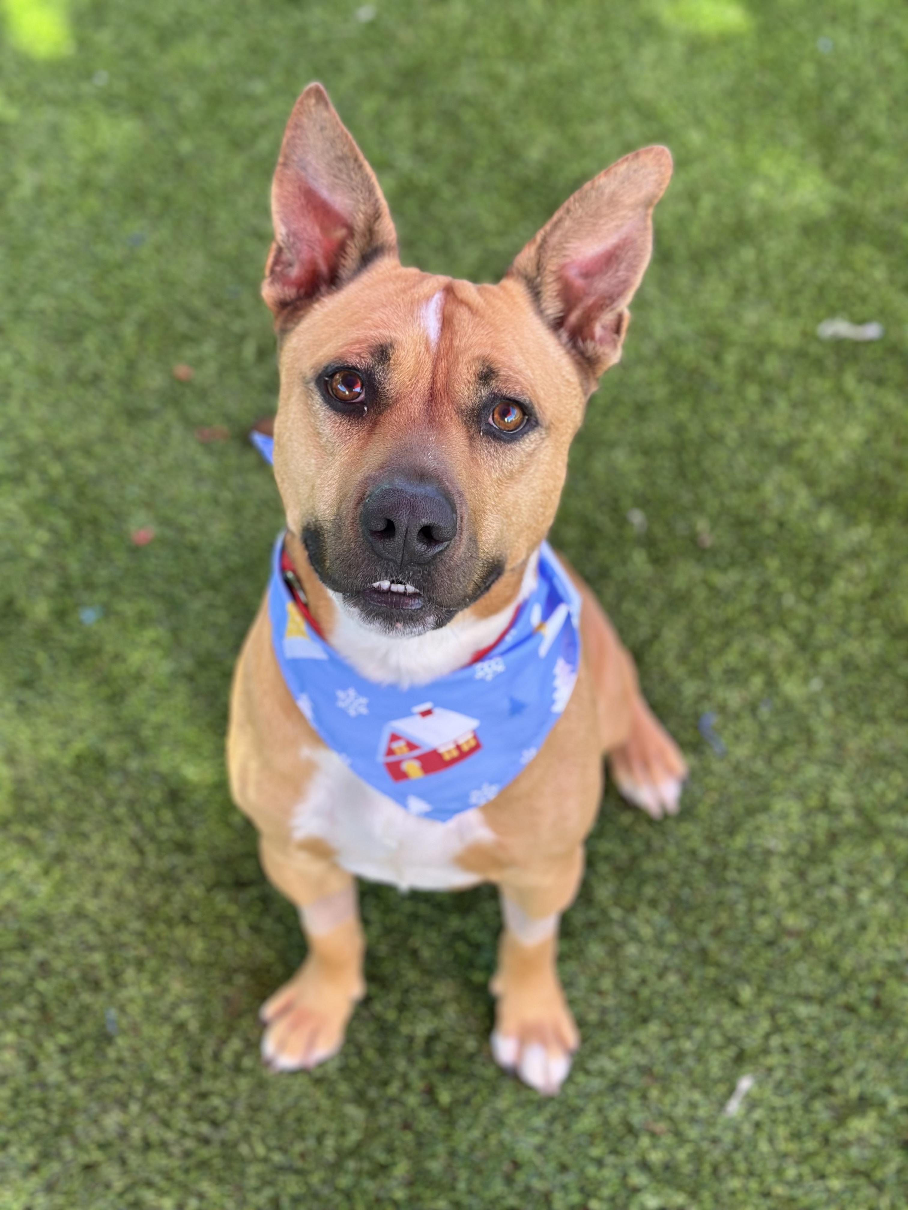 Enlarge Dexter, a ADOPTABLE mixed breed in Glendale, AZ image 1/3