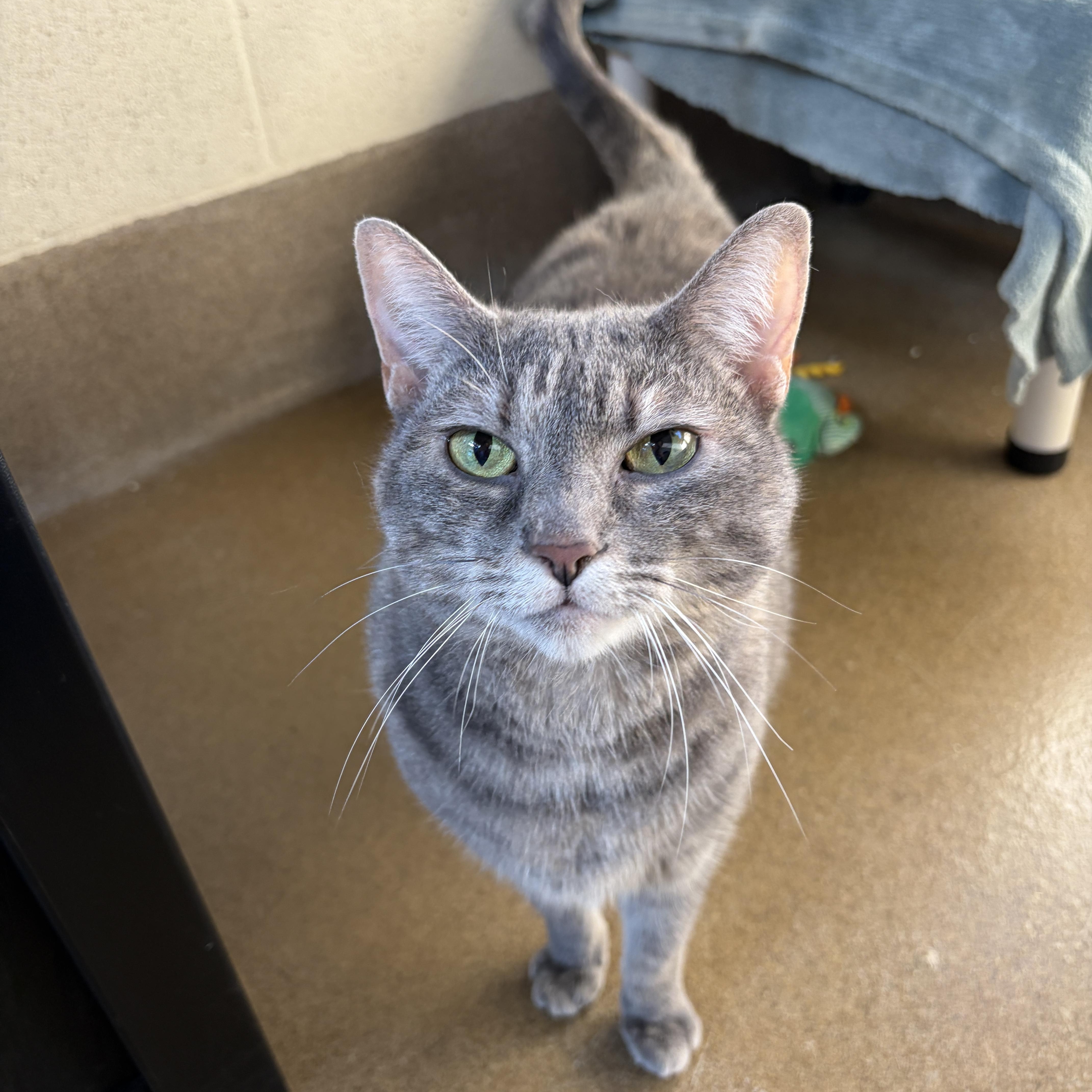 Enlarge Trouble, a Adoptable Domestic Short Hair in Winchester, VA image 2/4