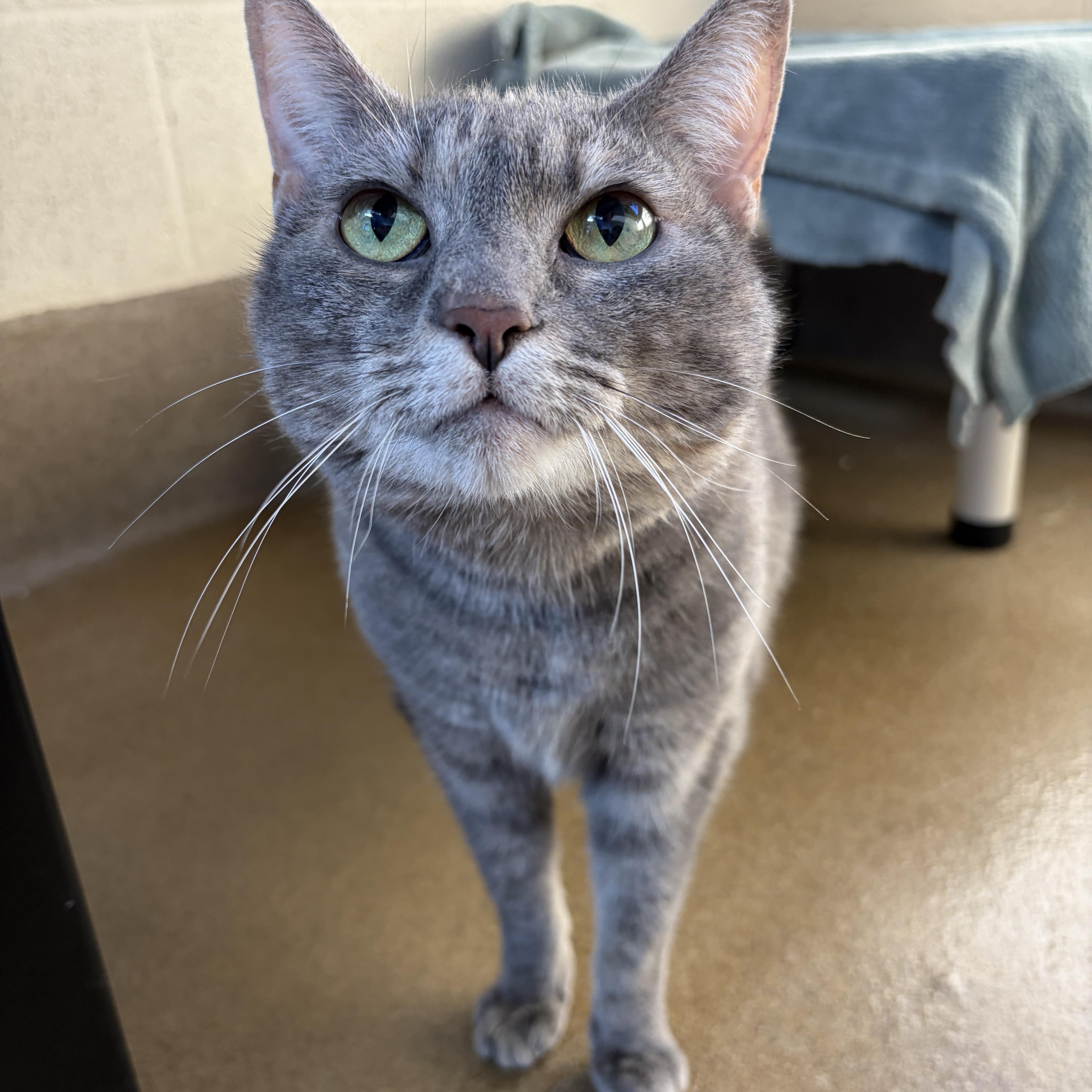 Enlarge Trouble, a Adoptable Domestic Short Hair in Winchester, VA image 4/4