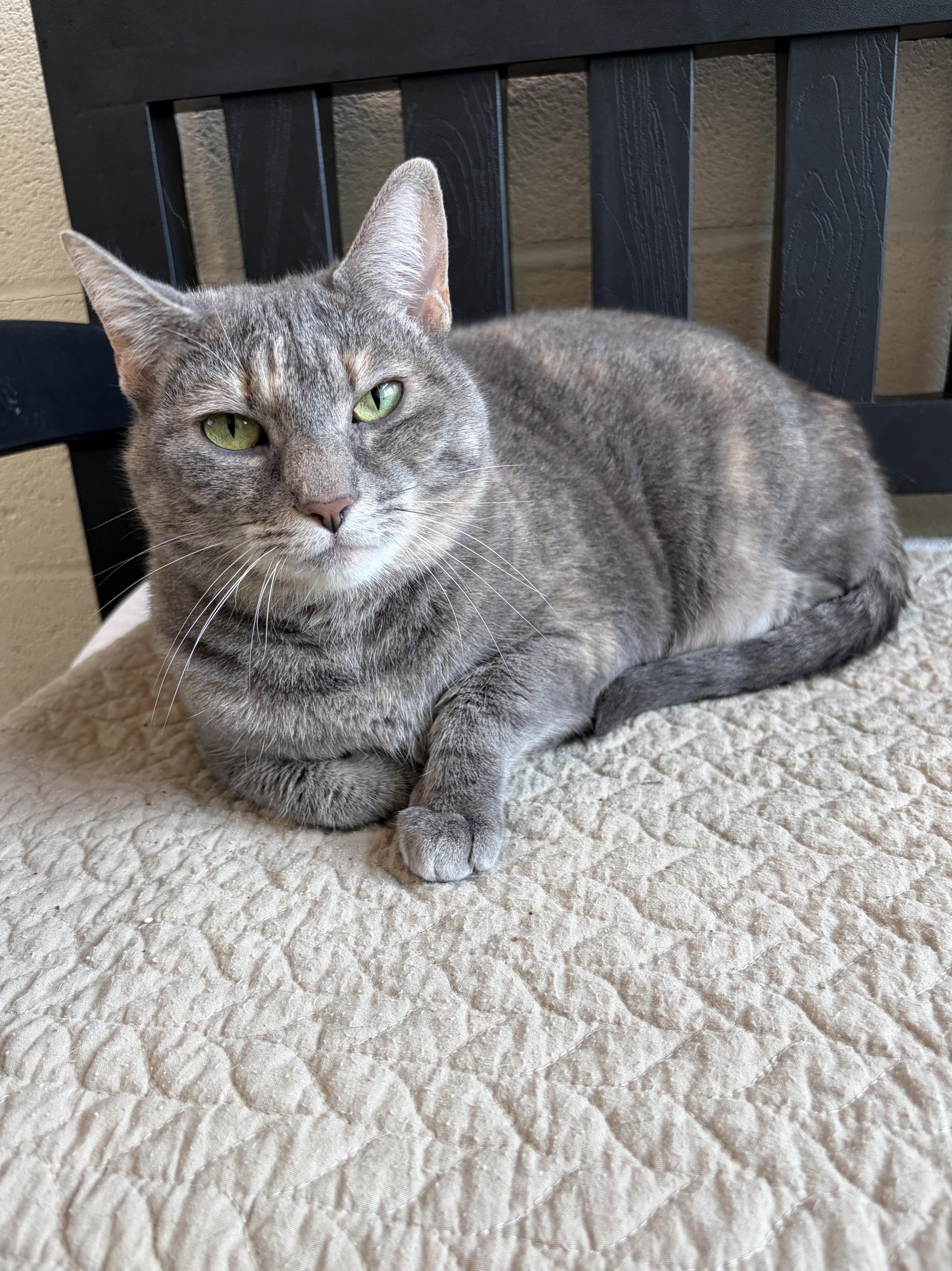 Trouble, Adoptable, Adult Female Domestic Short Hair.