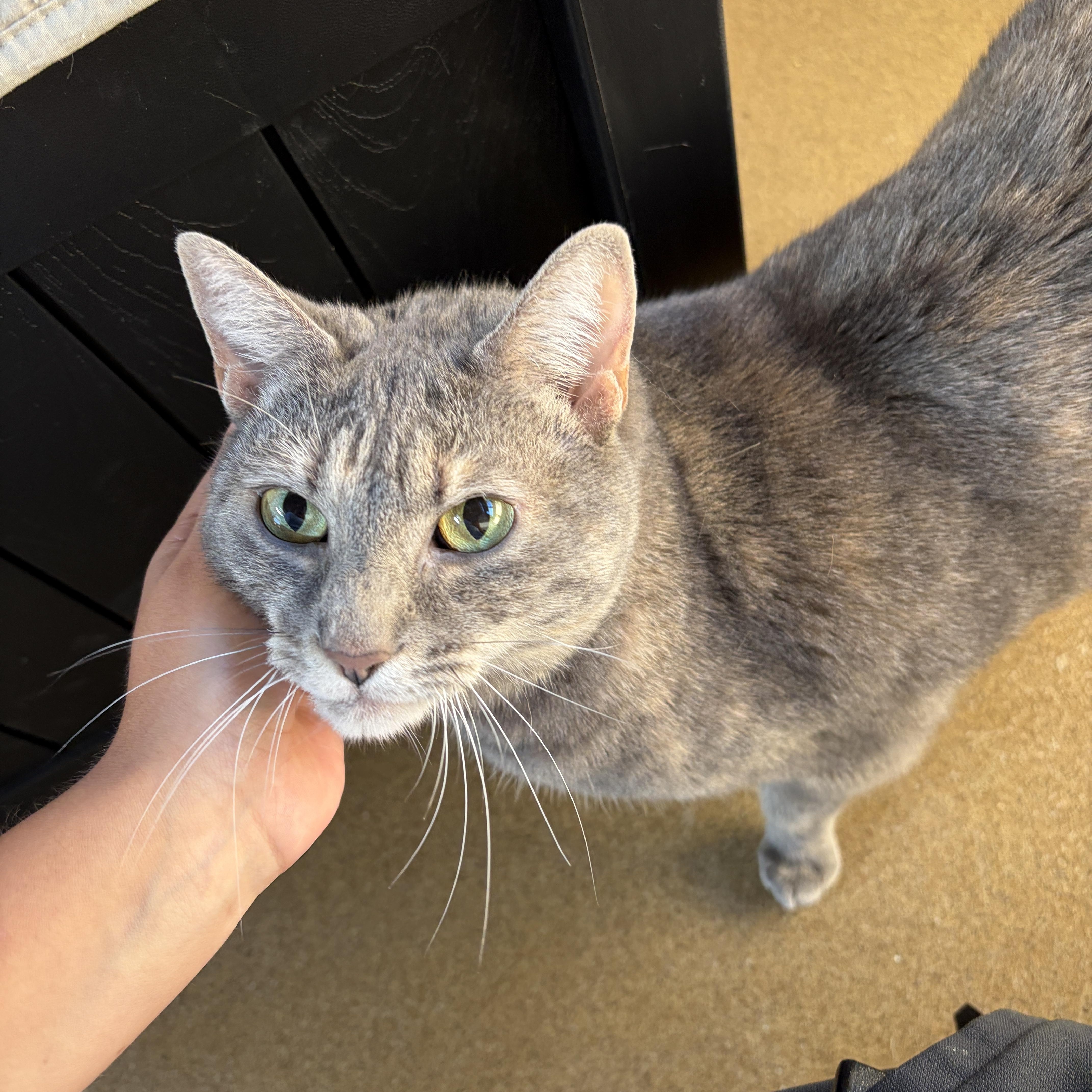 Enlarge Trouble, a Adoptable Domestic Short Hair in Winchester, VA image 3/4