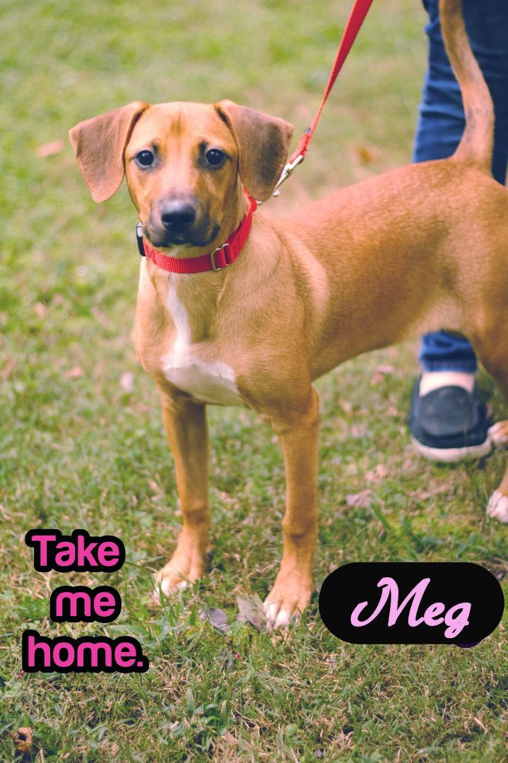 Enlarge Meg, a Adopted mixed breed in Mechanicsville, MD image 1/1