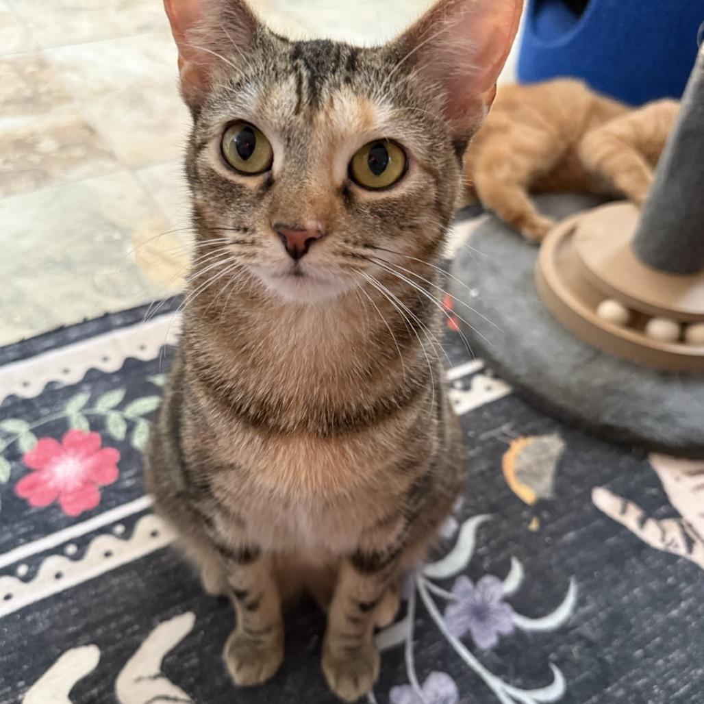 Enlarge Shell, an adopted Domestic Short Hair in Bridgeville, PA image 1/1