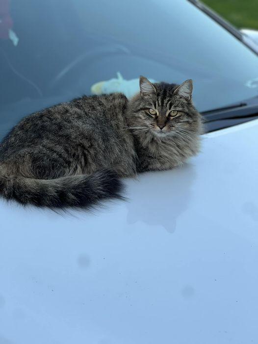 Betty, Adoptable, Senior Female Domestic Medium Hair & Tabby.