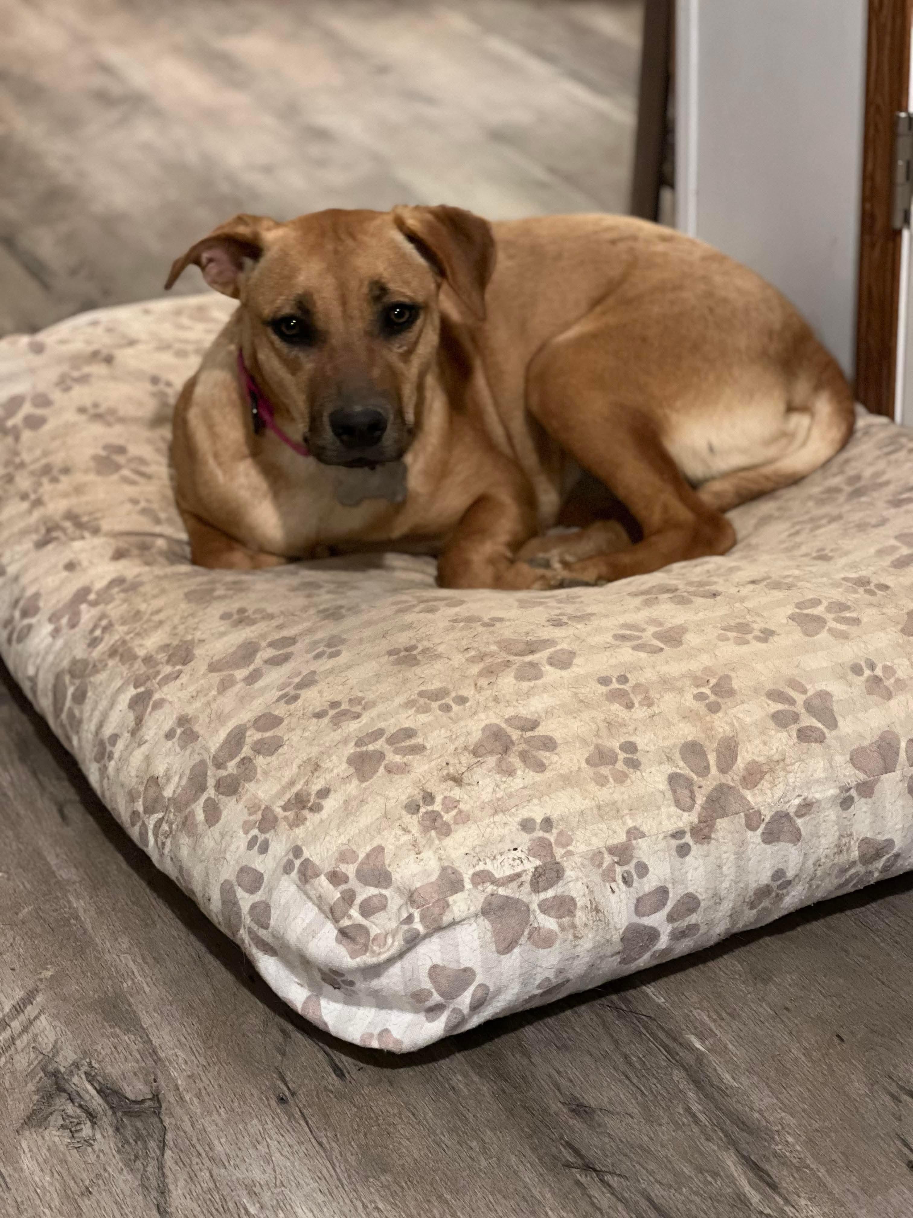 Abby, a Adopted mixed breed in Marion, AR image 2/4