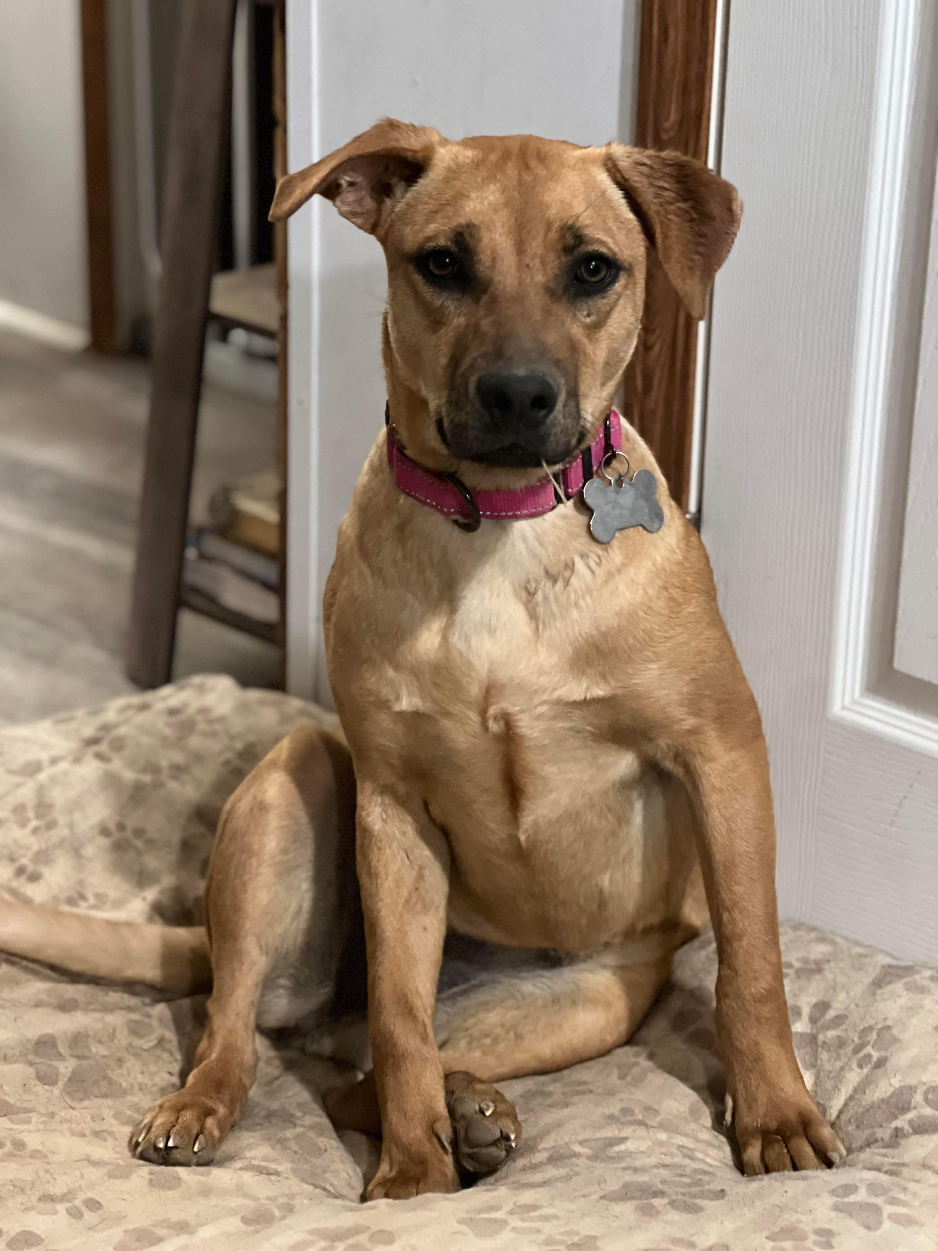 Abby, Adopted, Young Female Shepherd & Terrier.