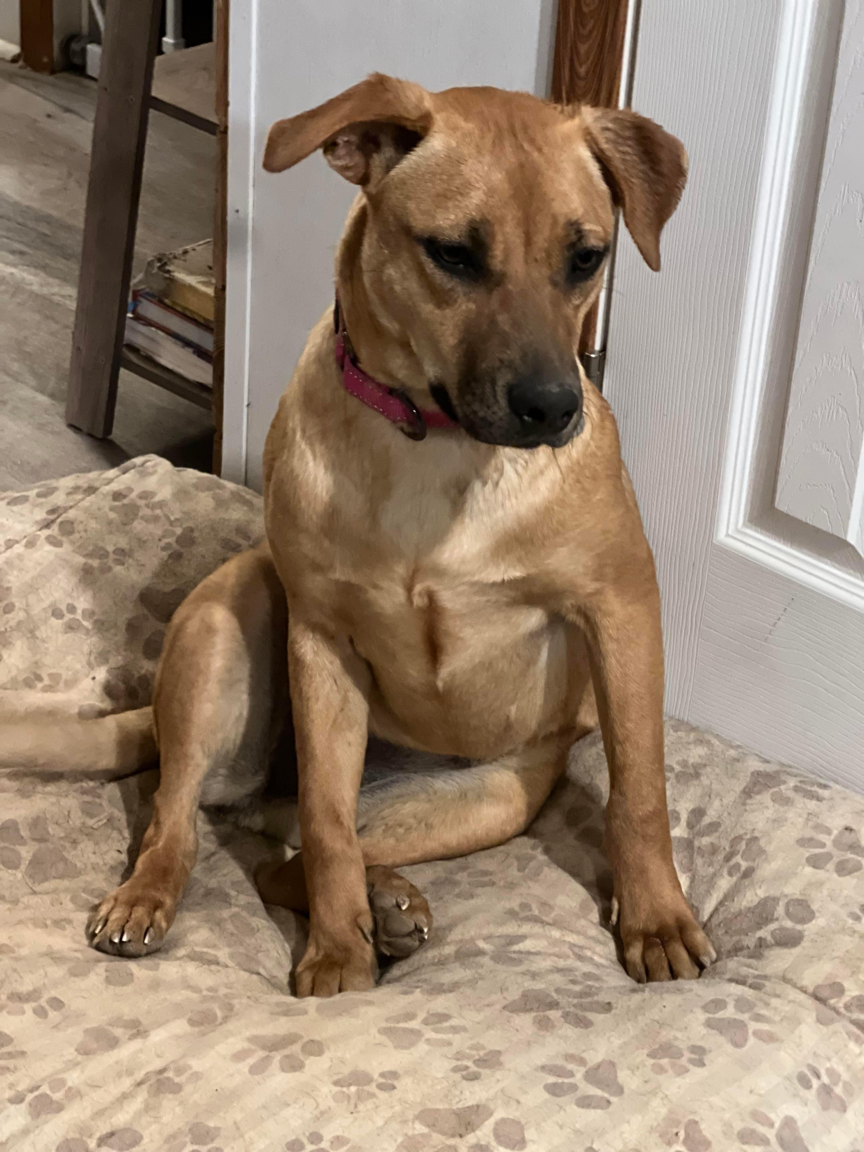 Abby, a Adopted mixed breed in Marion, AR image 3/4