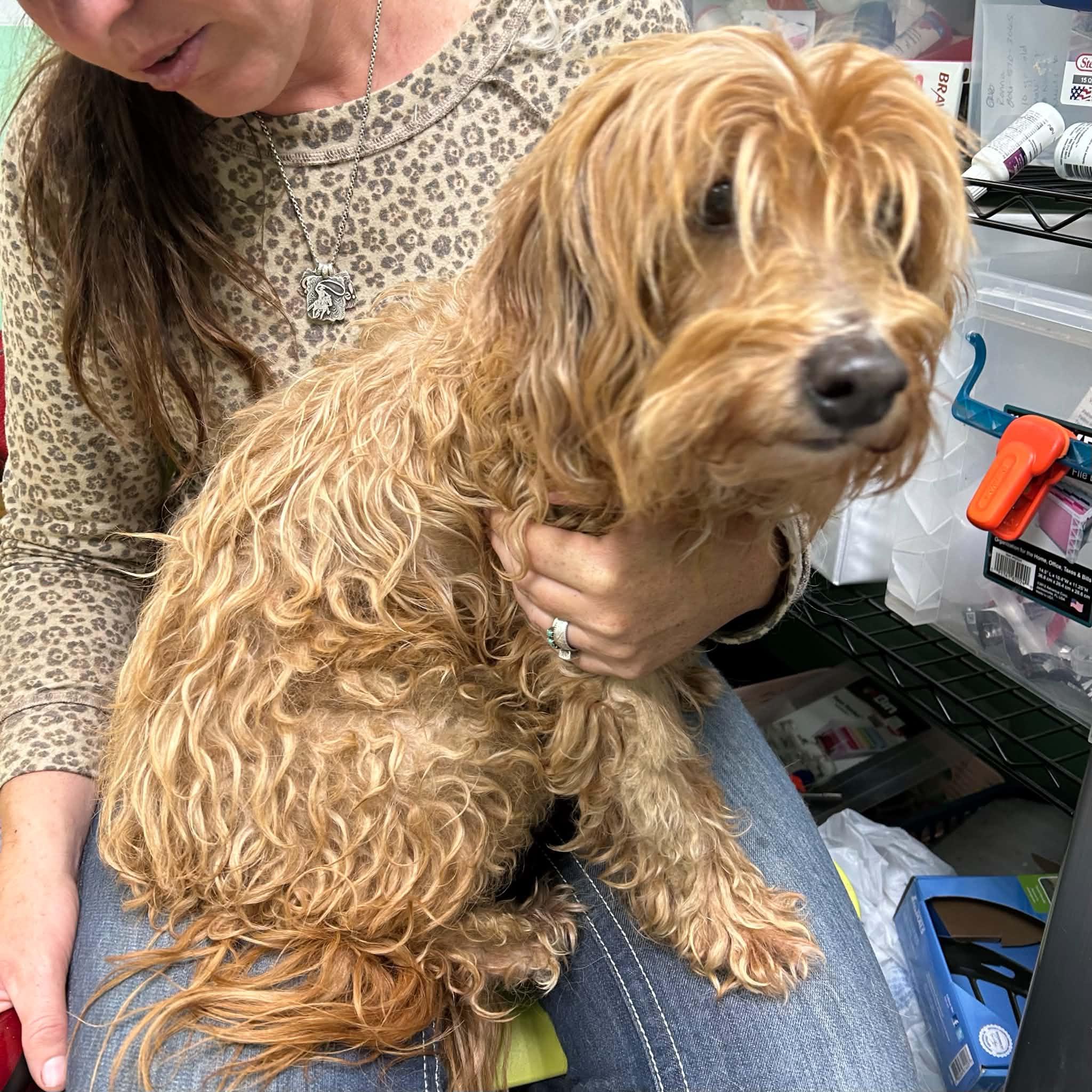 Auggie, Adoptable, Adult Male Cavapoo.