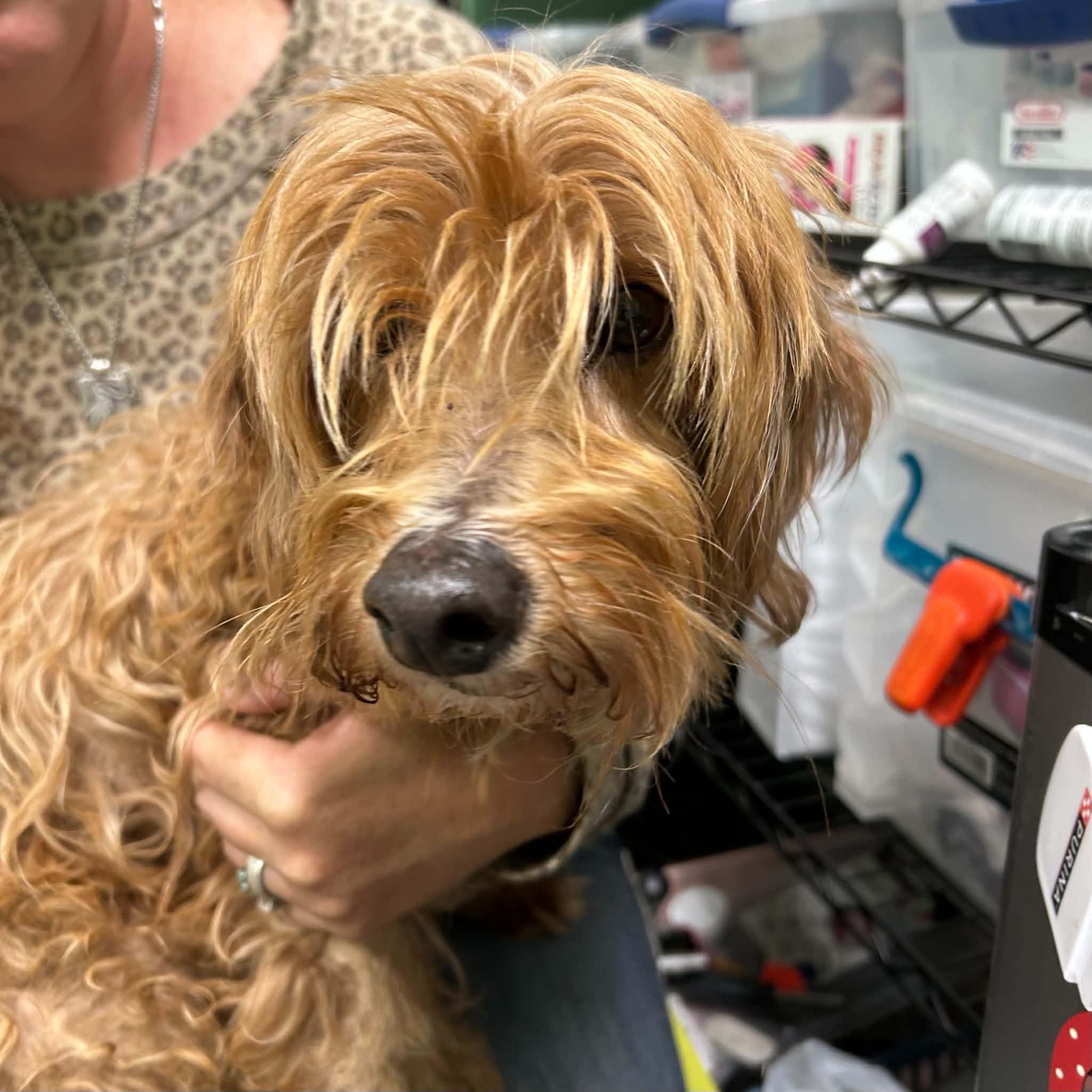 Enlarge Auggie, a Adoptable Cavapoo in Boulder, CO image 2/3