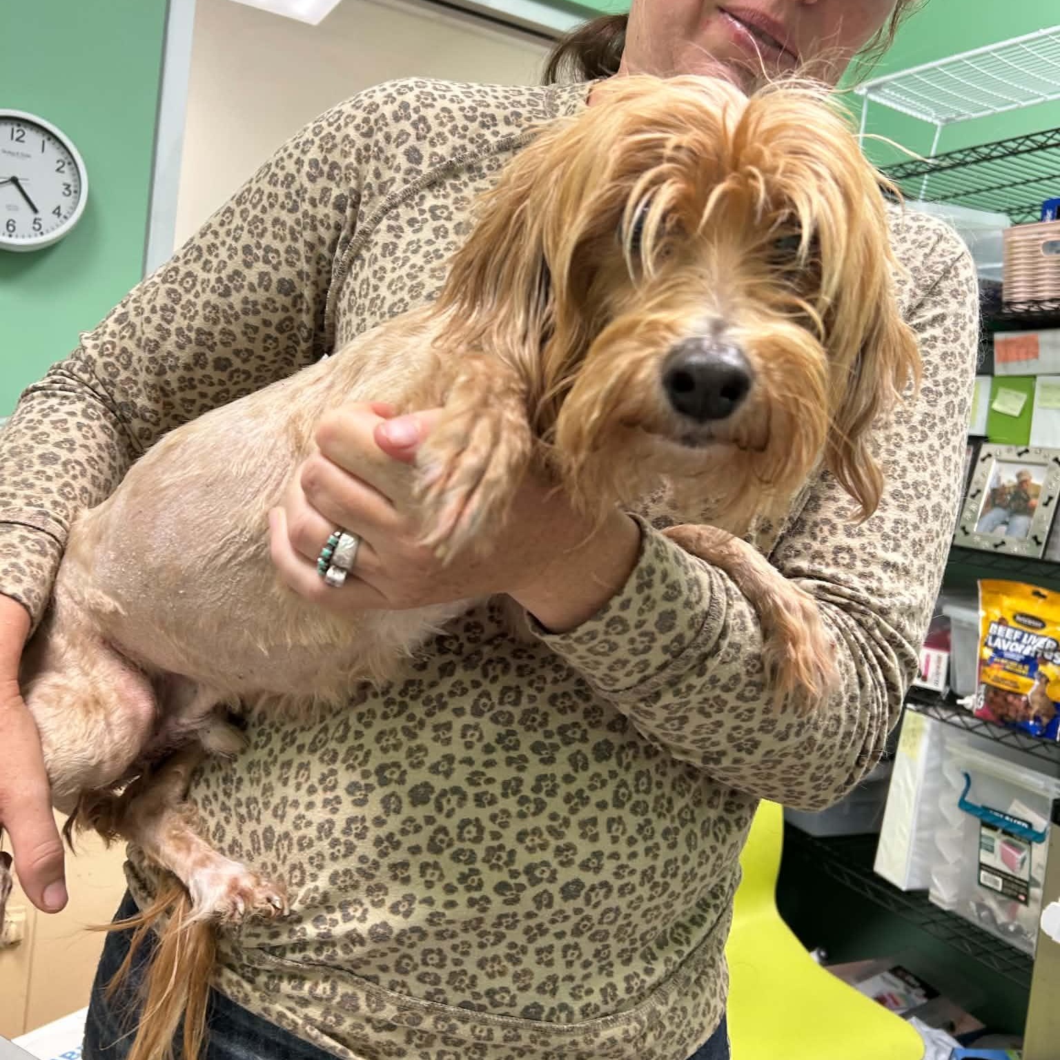 Enlarge Auggie, a Adoptable Cavapoo in Boulder, CO image 3/3
