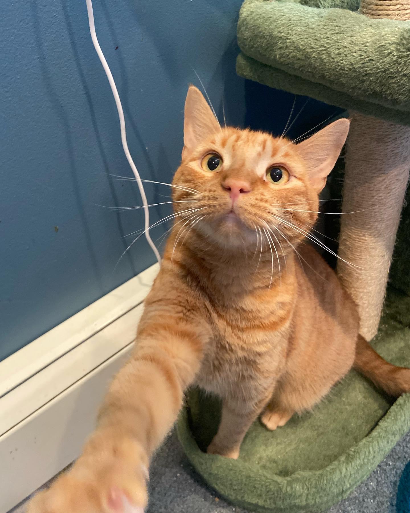 Bowser, Adopted, Adult Male Domestic Short Hair.