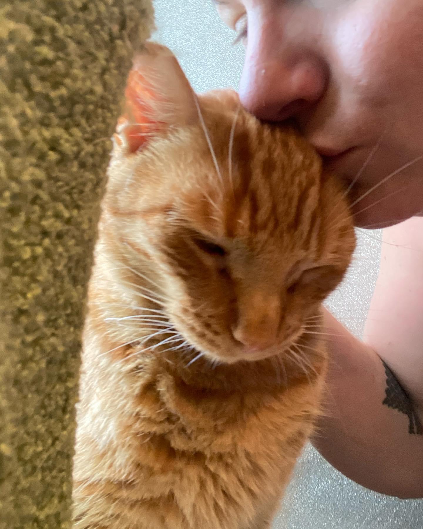 Enlarge Bowser, a Adopted Domestic Short Hair in Levittown, PA image 2/4