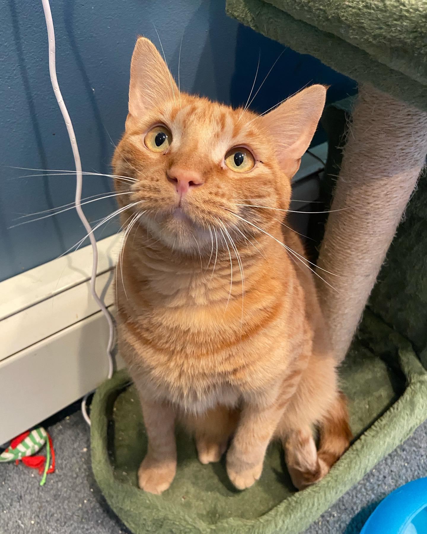 Enlarge Bowser, a Adopted Domestic Short Hair in Levittown, PA image 3/4