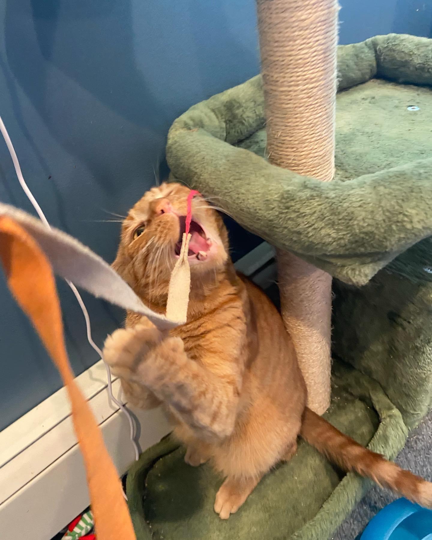 Enlarge Bowser, a Adopted Domestic Short Hair in Levittown, PA image 4/4