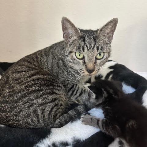 Kitty Finley, Adoptable, Young Female Domestic Short Hair.