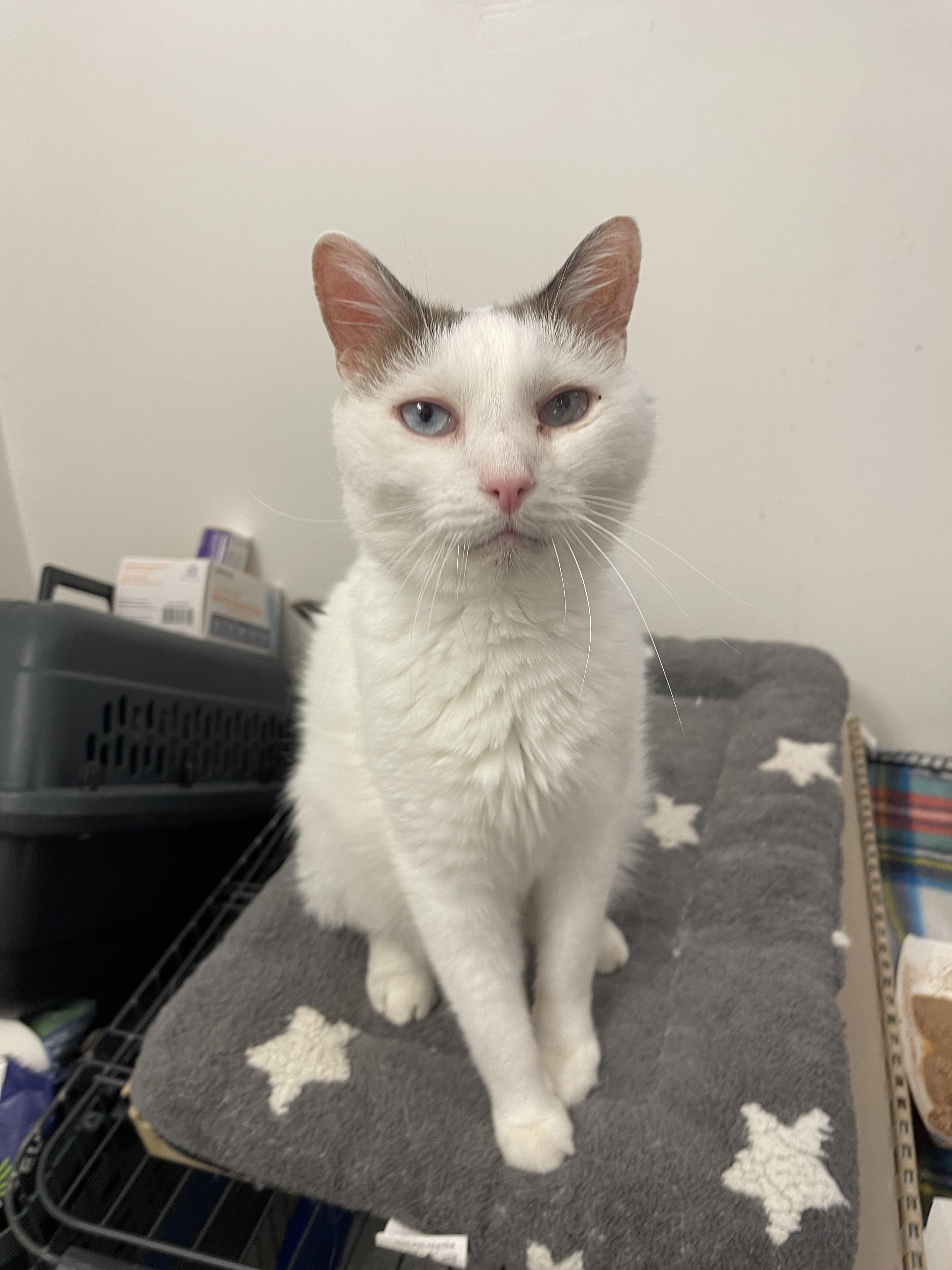 Robin, an adoptable Domestic Short Hair in Winthrop, ME, 04364 | Photo Image 3