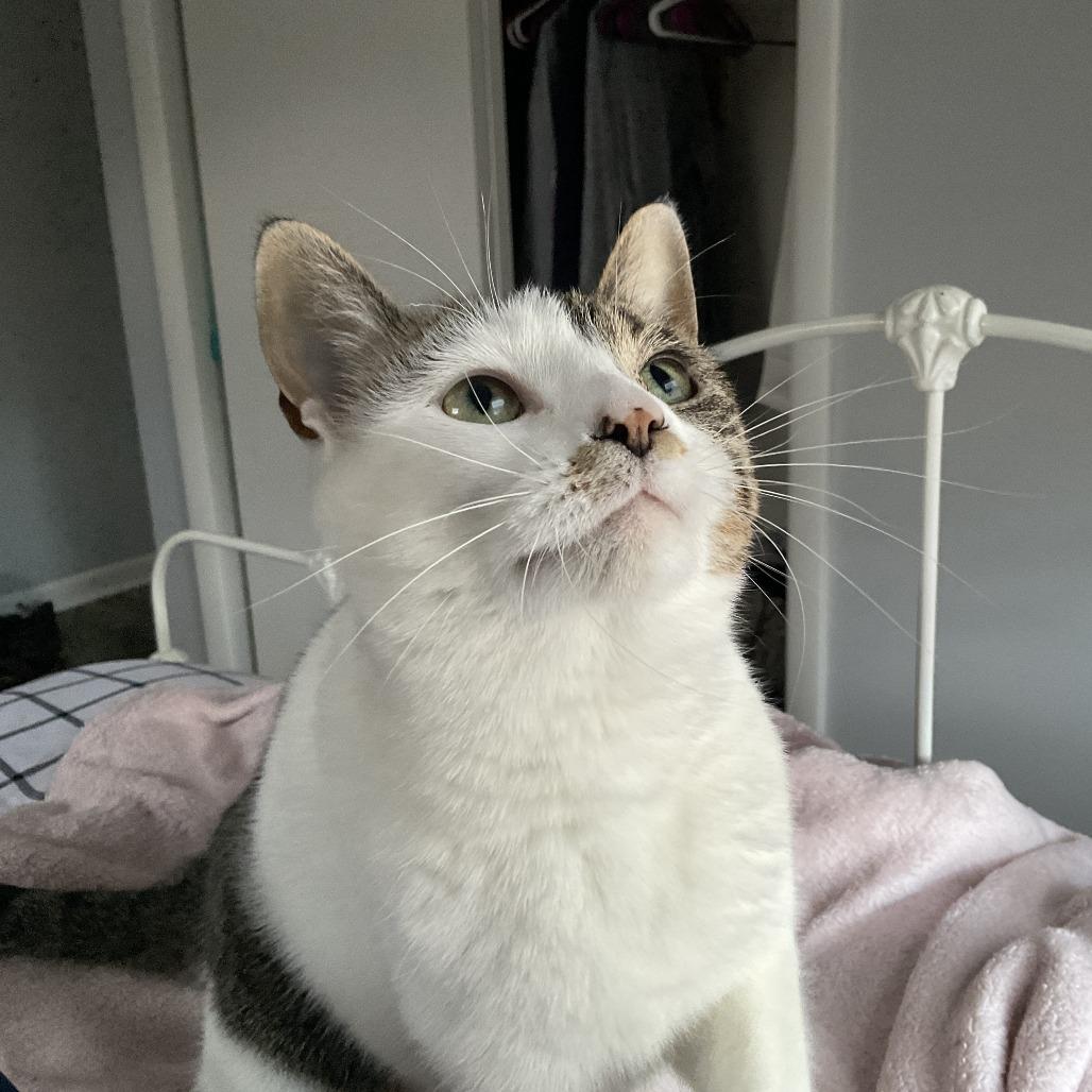 Bunny, Adoptable, Adult Female Domestic Short Hair.