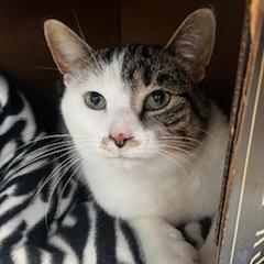 Bunny, a Adoptable Domestic Short Hair in Dover, NH image 2/4