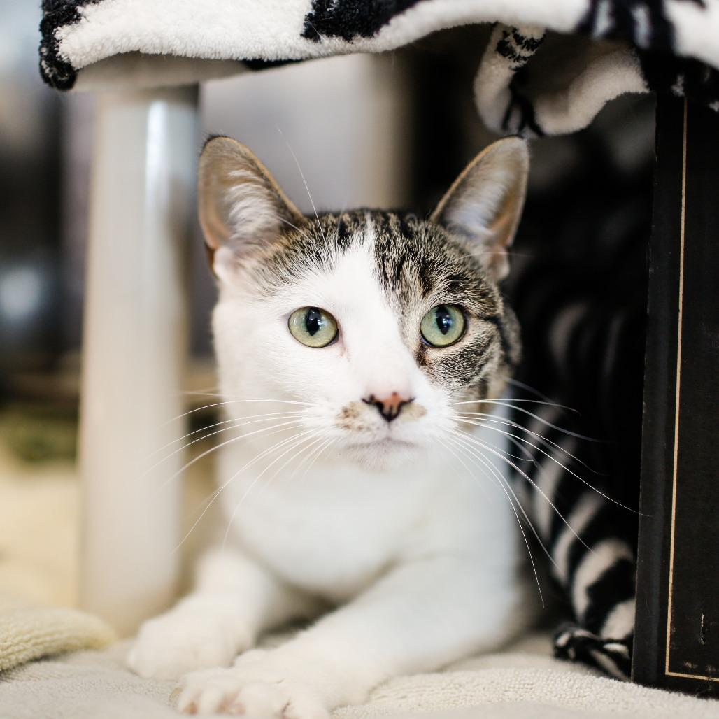 Bunny, a Adoptable Domestic Short Hair in Dover, NH image 3/4