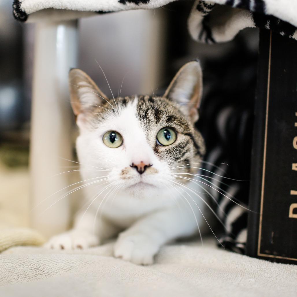 Bunny, a Adoptable Domestic Short Hair in Dover, NH image 4/4