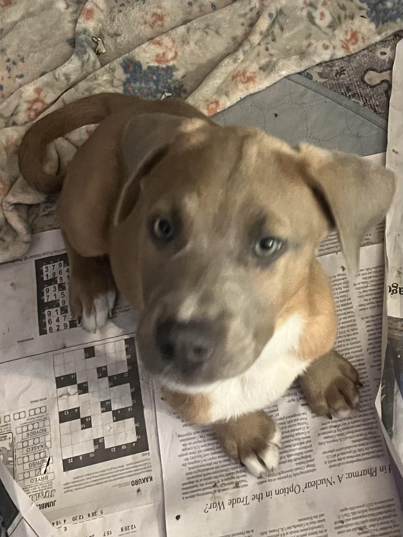 Enlarge Lab/coon hound puppies, a ADOPTABLE mixed breed in Tonopah, AZ image 2/5