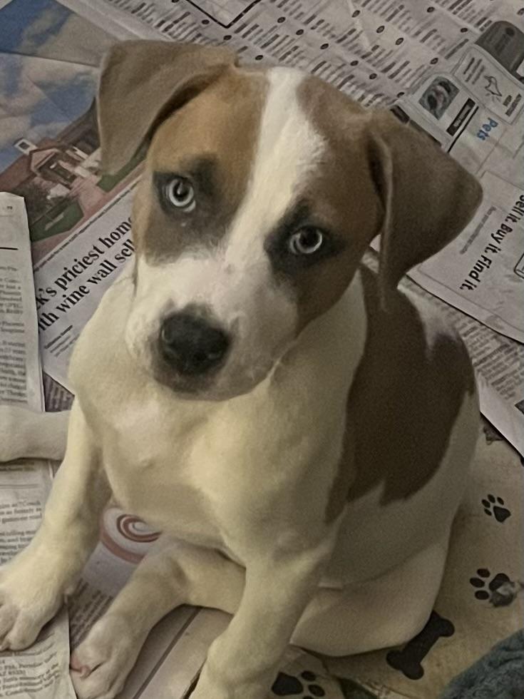 Enlarge Lab/coon hound puppies, a ADOPTABLE mixed breed in Tonopah, AZ image 4/5