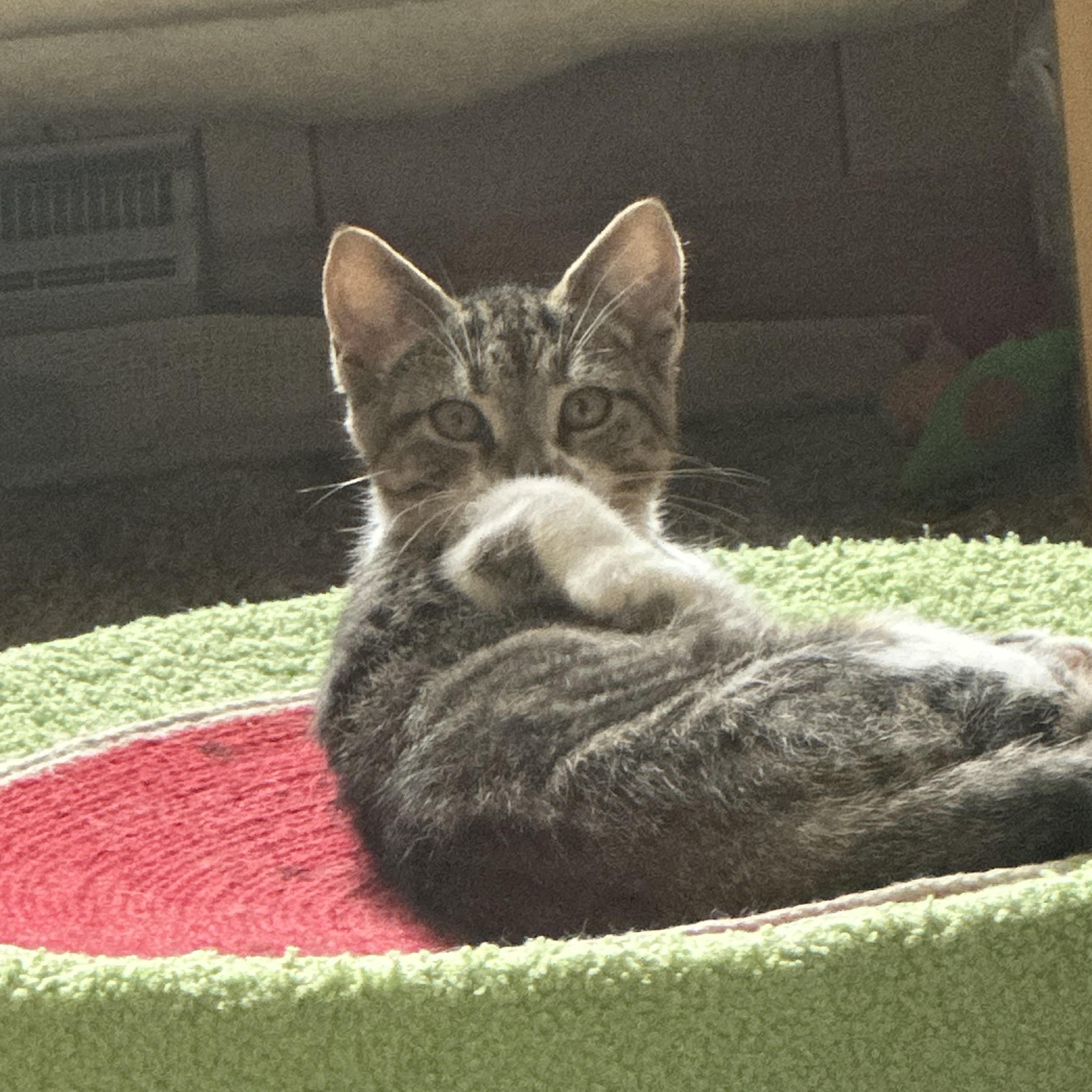 Enlarge Philly, a Adoptable Domestic Short Hair in Pittsburgh, PA image 2/3