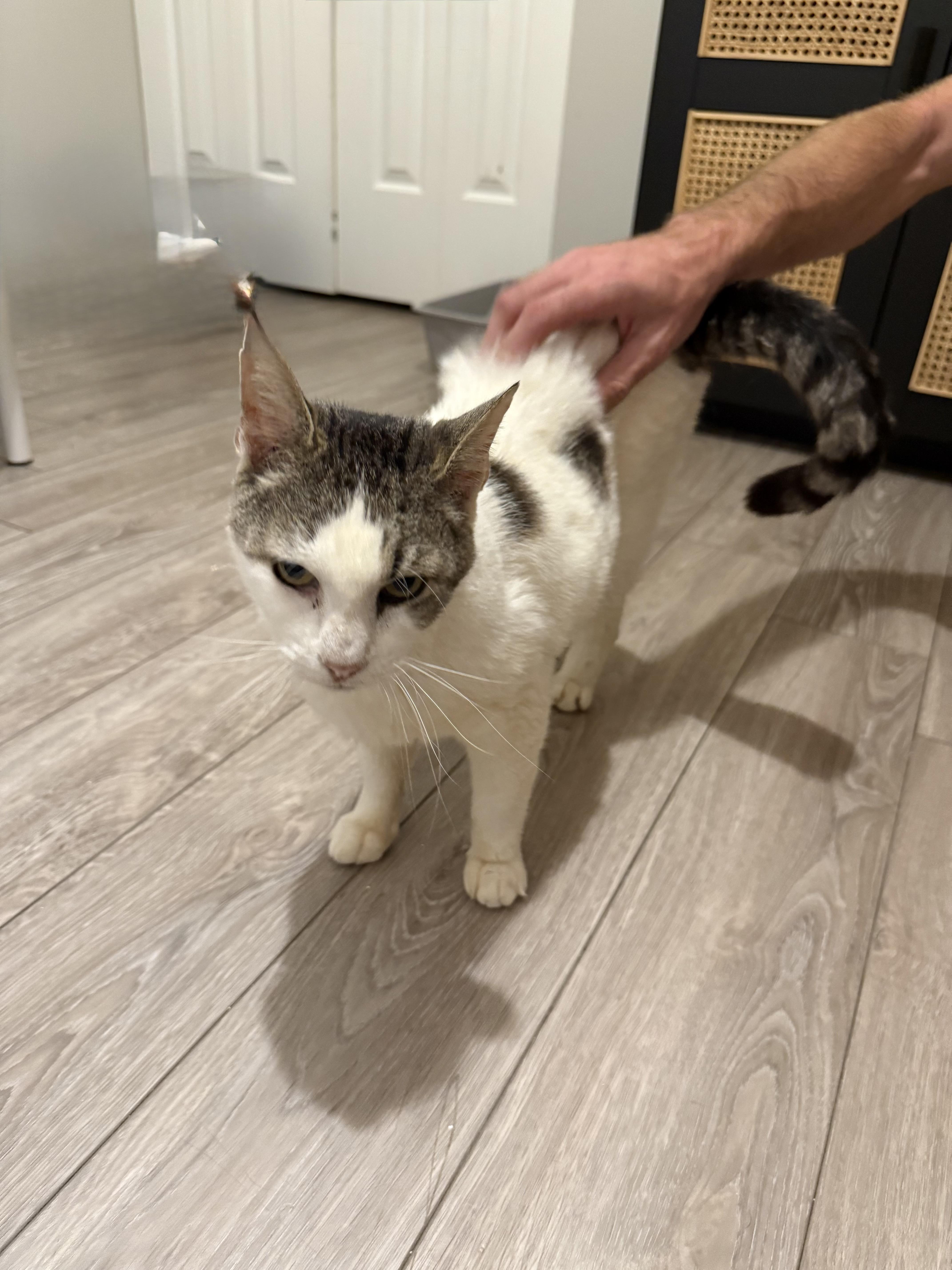 Leo, a Adoptable Domestic Short Hair in Hickory, NC image 3/5