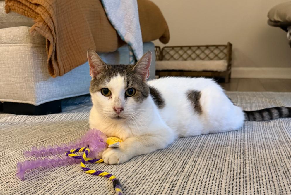 Leo, Adoptable, Senior Male Domestic Short Hair.