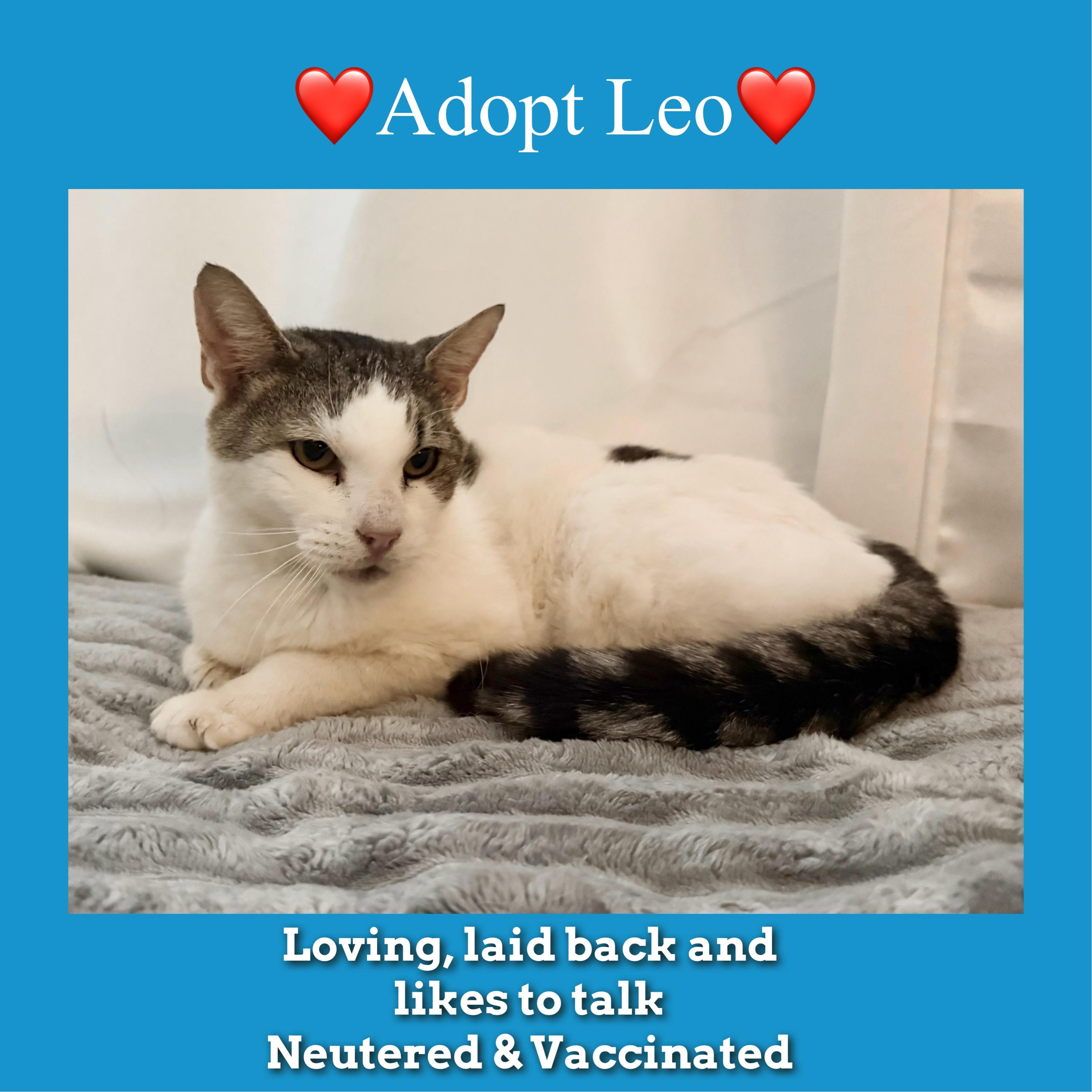 Leo, a Adoptable Domestic Short Hair in Hickory, NC image 5/5