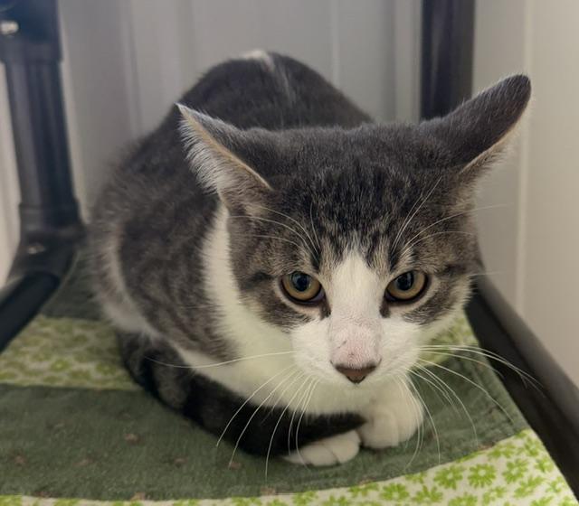 Enlarge Benny, a Adoptable Domestic Short Hair in Mauston, WI image 2/2