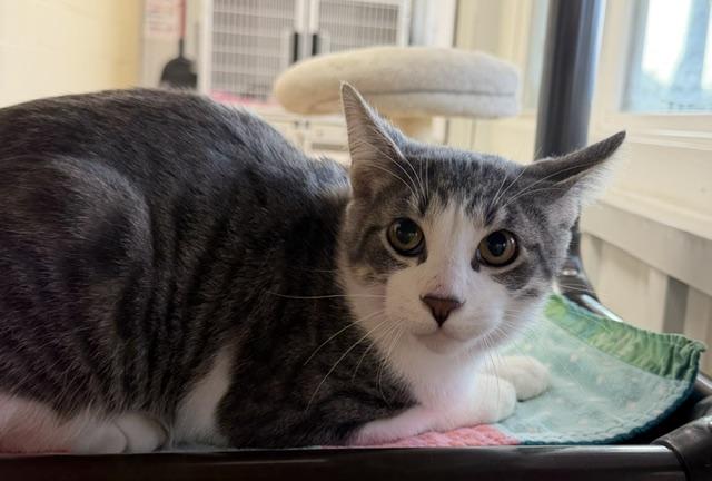 Benny, Adoptable, Young Male Domestic Short Hair.