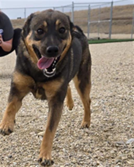 Enlarge FIONA, a Adoptable mixed breed in Casper, WY image 1/1