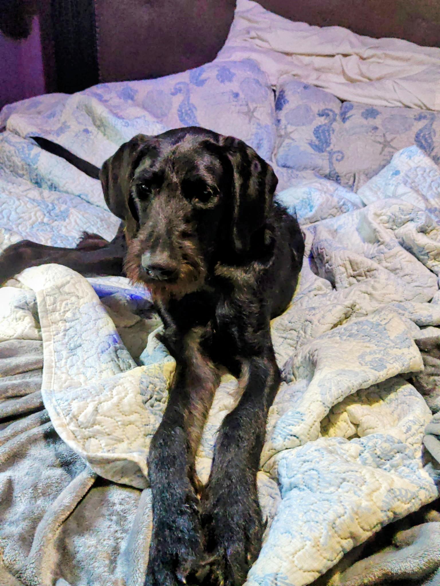 Enlarge Finnegan - In CT, a Adoptable mixed breed in Willington, CT image 2/6