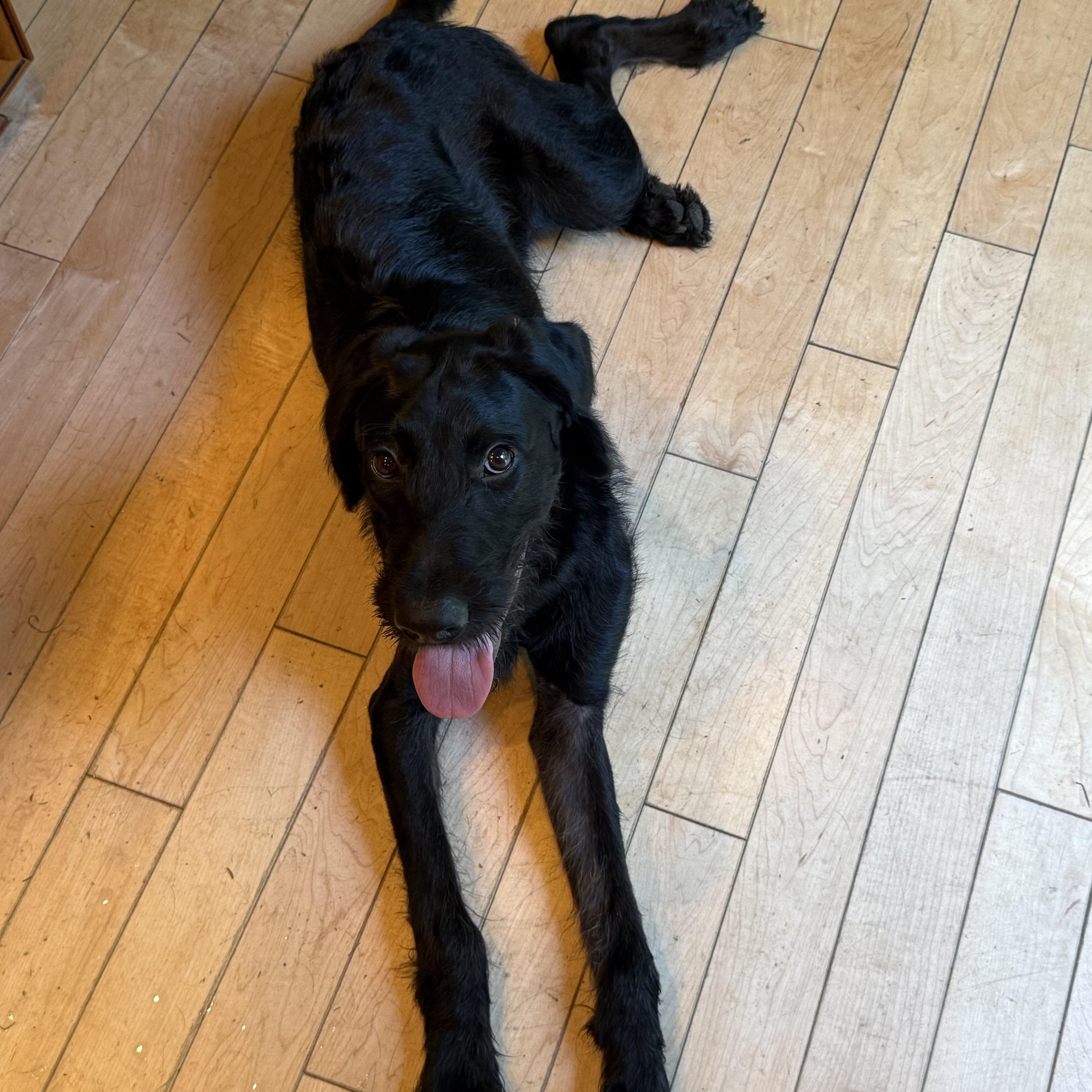 Finnegan - In CT, a Adoptable mixed breed in Willington, CT image 6/6