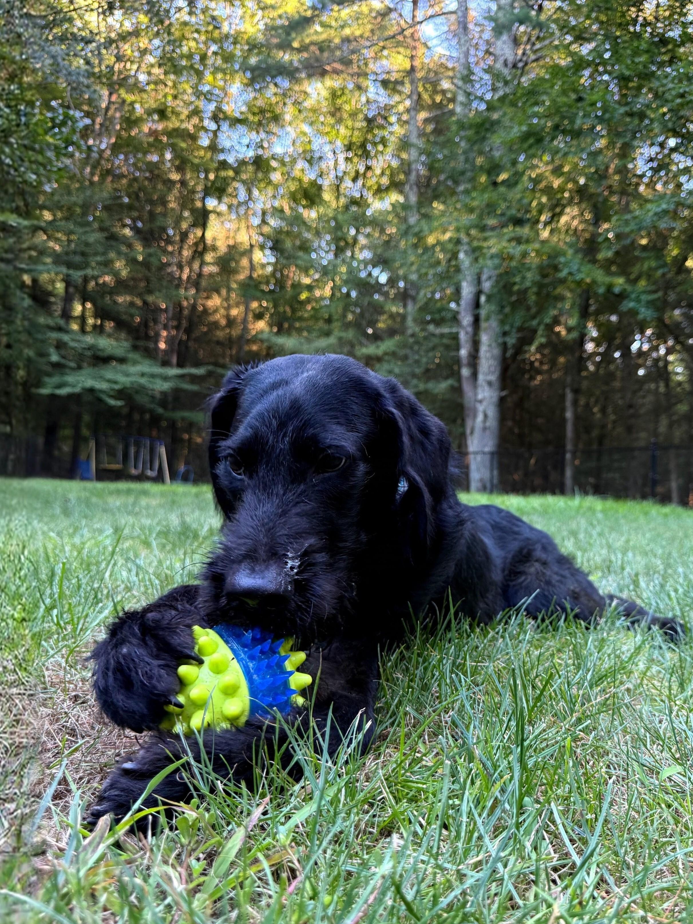 Finnegan - In CT, a Adoptable mixed breed in Willington, CT image 1/6