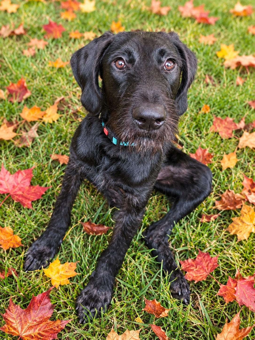 Finnegan - In CT, Adoptable, Puppy Male Black Labrador Retriever.