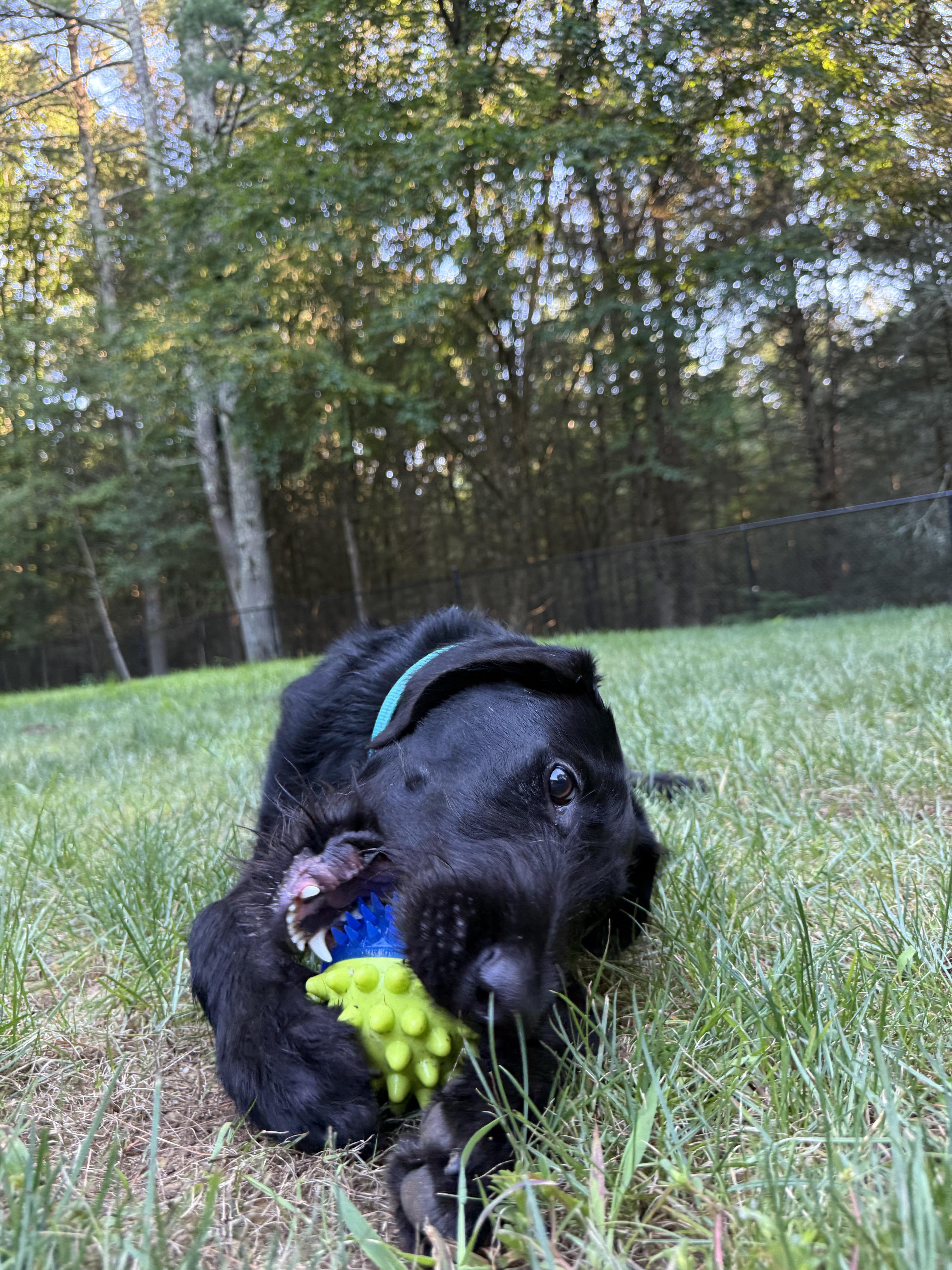 Finnegan - In CT, a Adoptable mixed breed in Willington, CT image 4/6