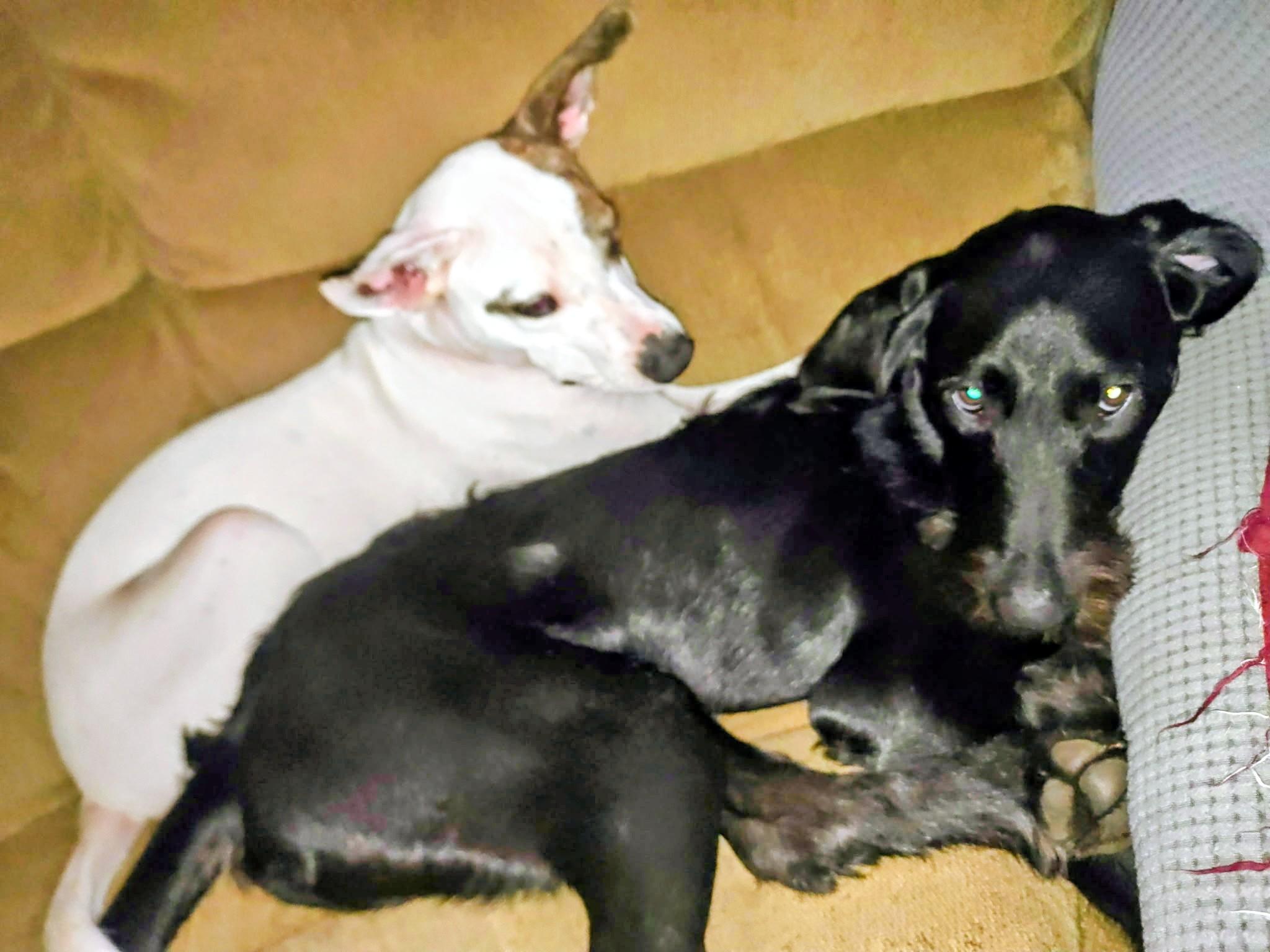 Enlarge Finnegan - In CT, a Adoptable mixed breed in Willington, CT image 6/6