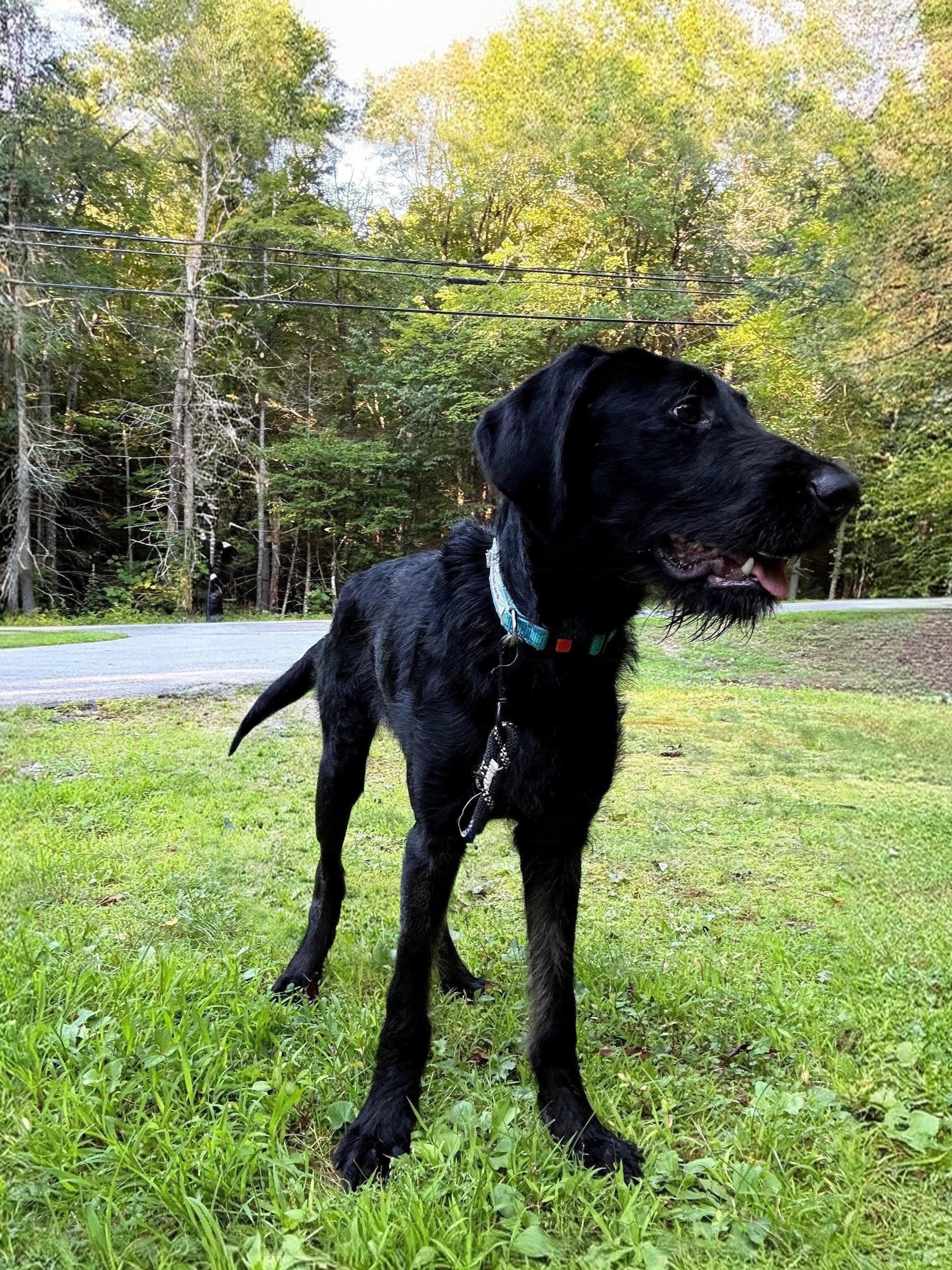 Finnegan - In CT, a Adoptable mixed breed in Willington, CT image 3/6