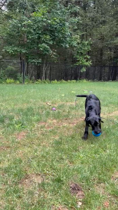 Enlarge Finnegan - In CT, a Adoptable mixed breed in Willington, CT video 5/6