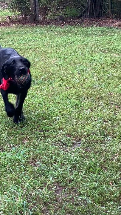 Enlarge Finnegan, a Adoptable mixed breed in Willington, CT video 5/6